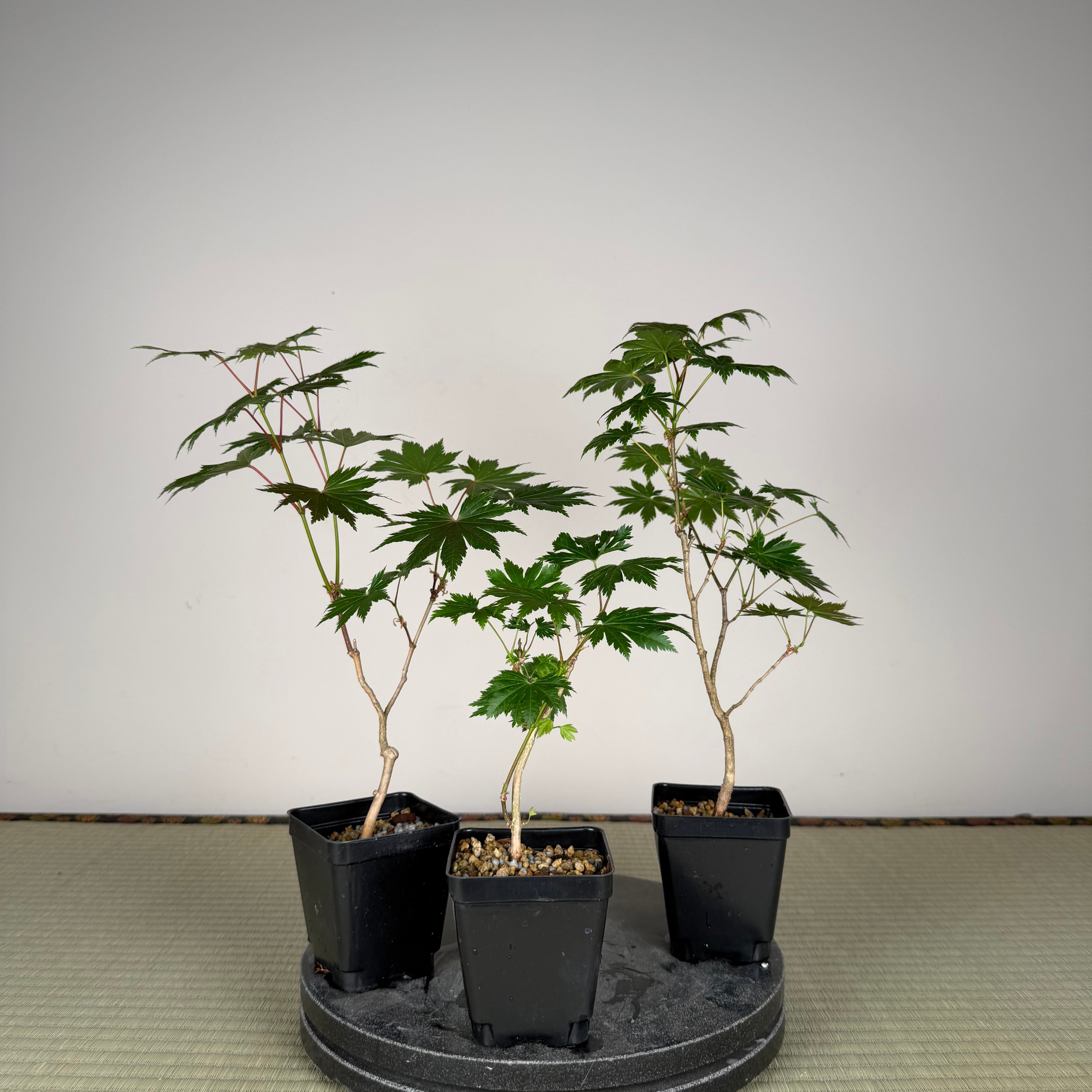 Acer tenuifolium 'Kohauchiwa' (1 unit)