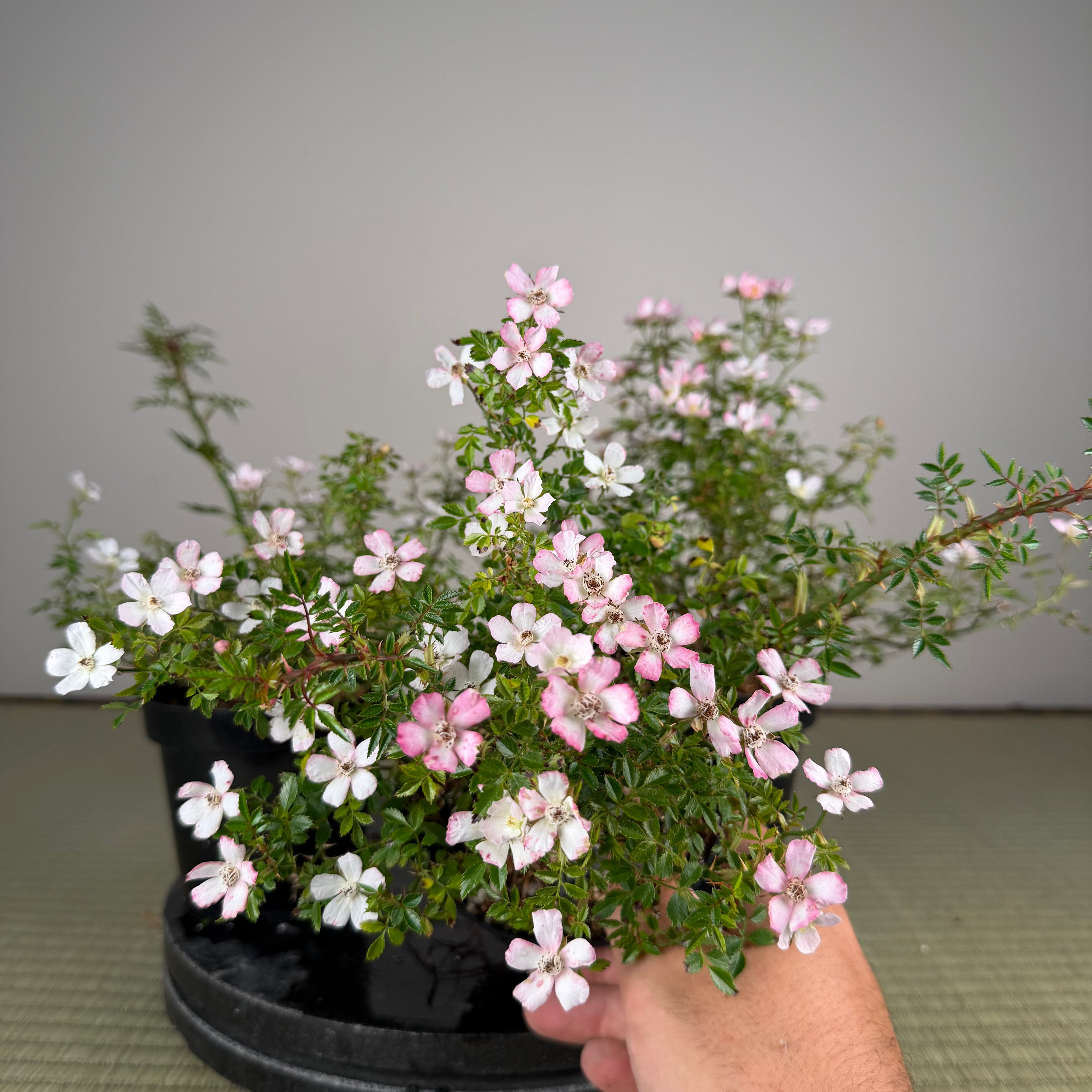 Rosa (white/pink) (medium)