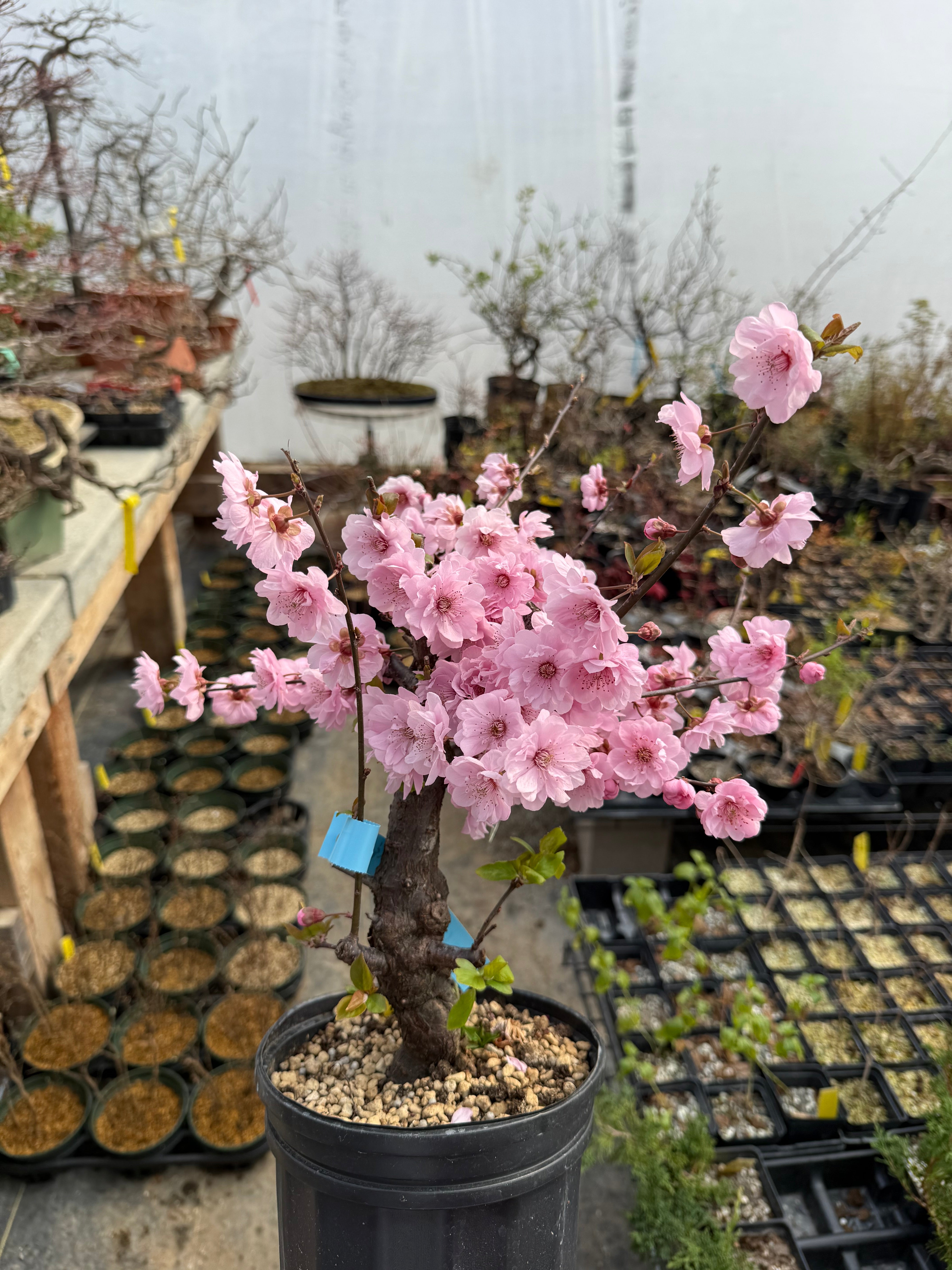 Prunus mume 'Měirén méi' #2