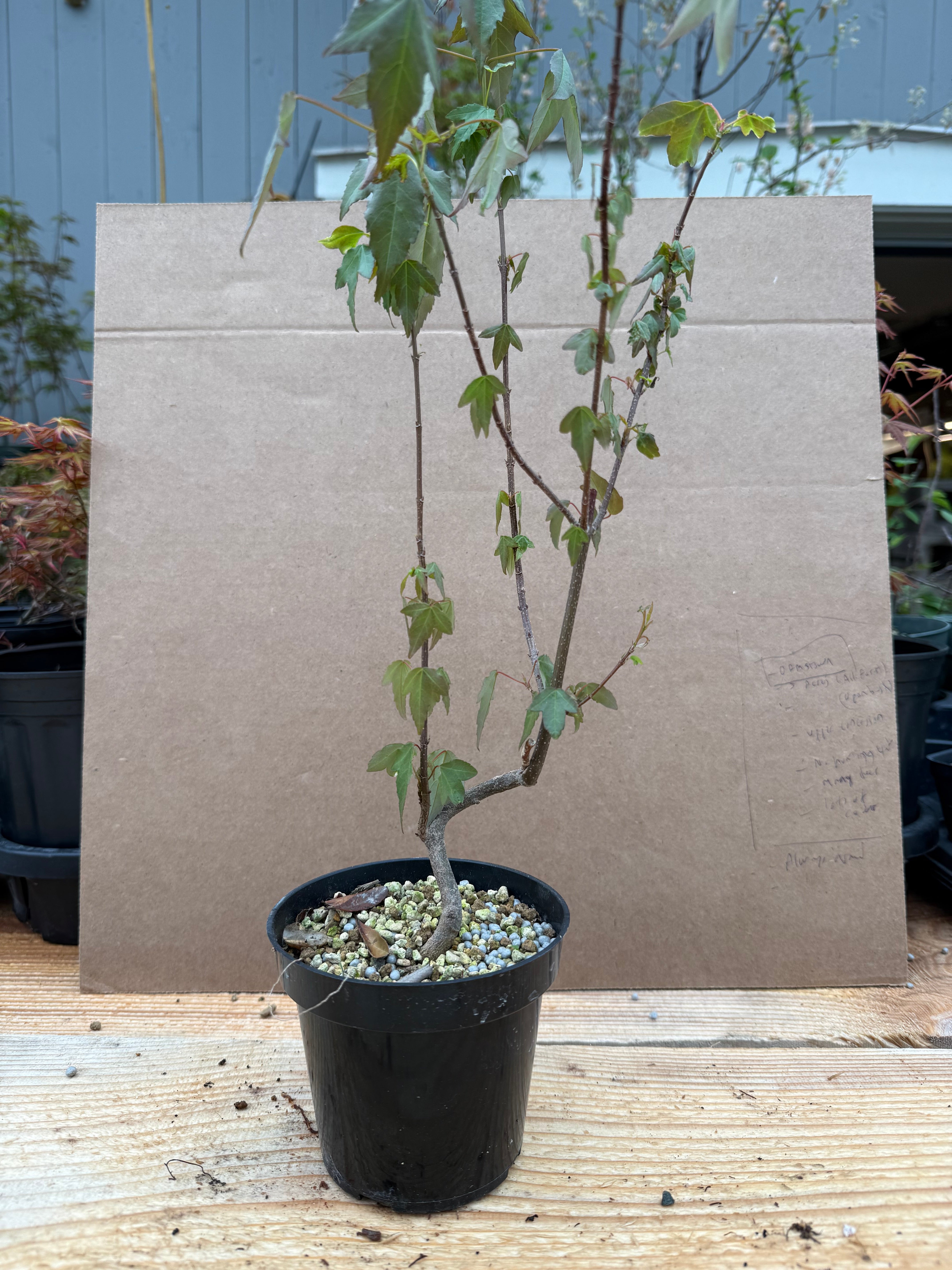 Acer buergerianum