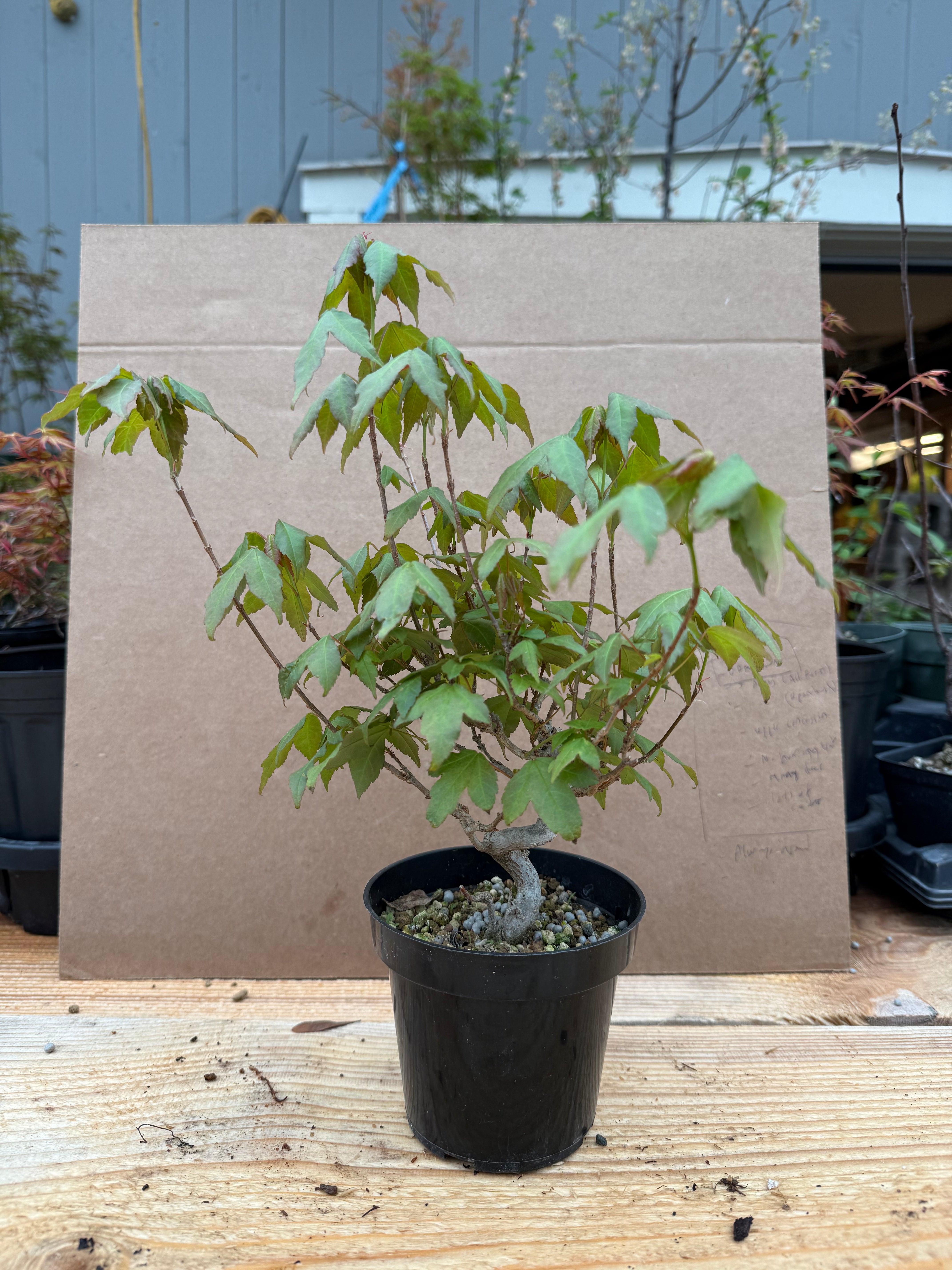 Acer buergerianum