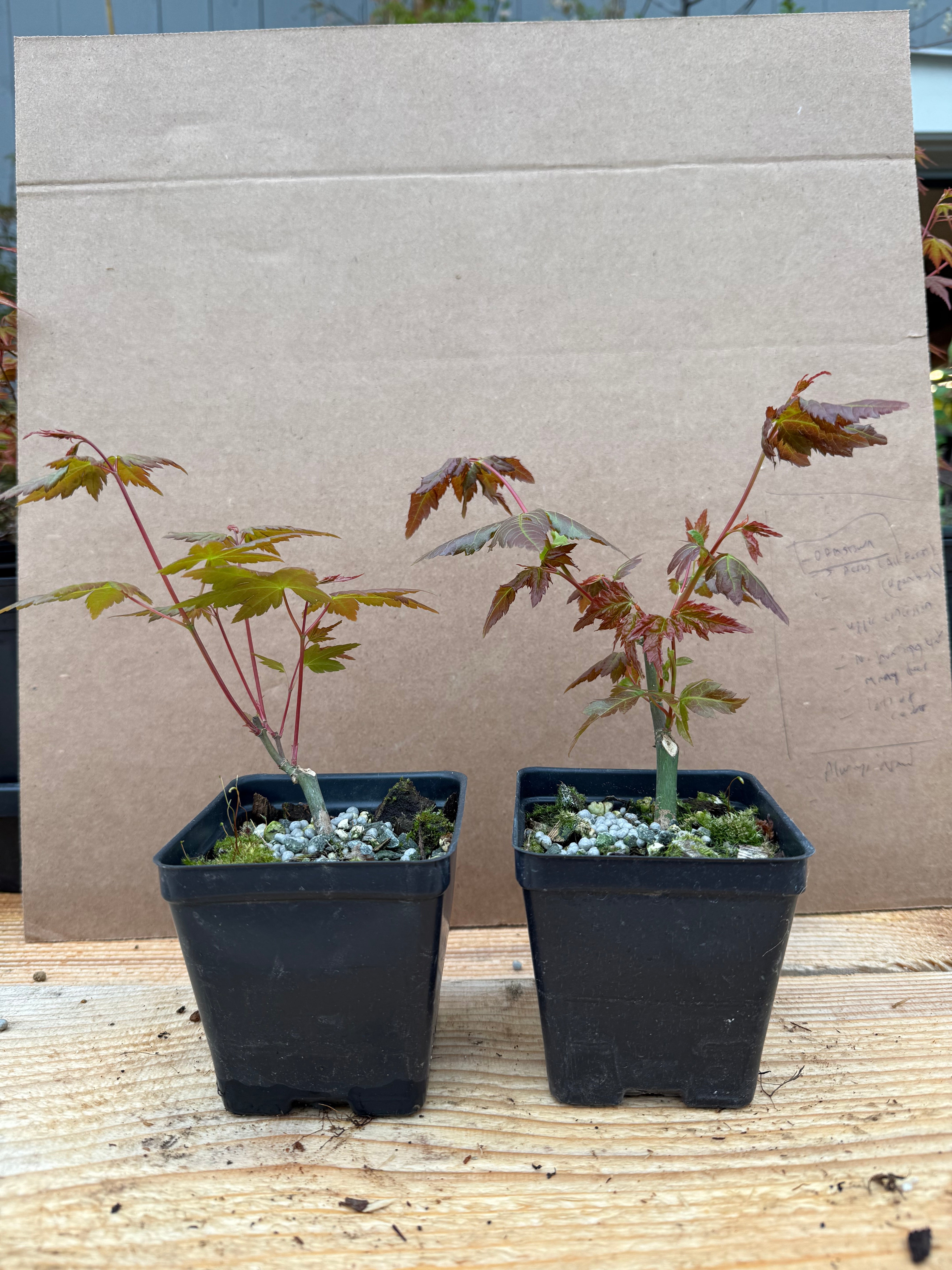 Acer palmatum (False Beni Chidori)