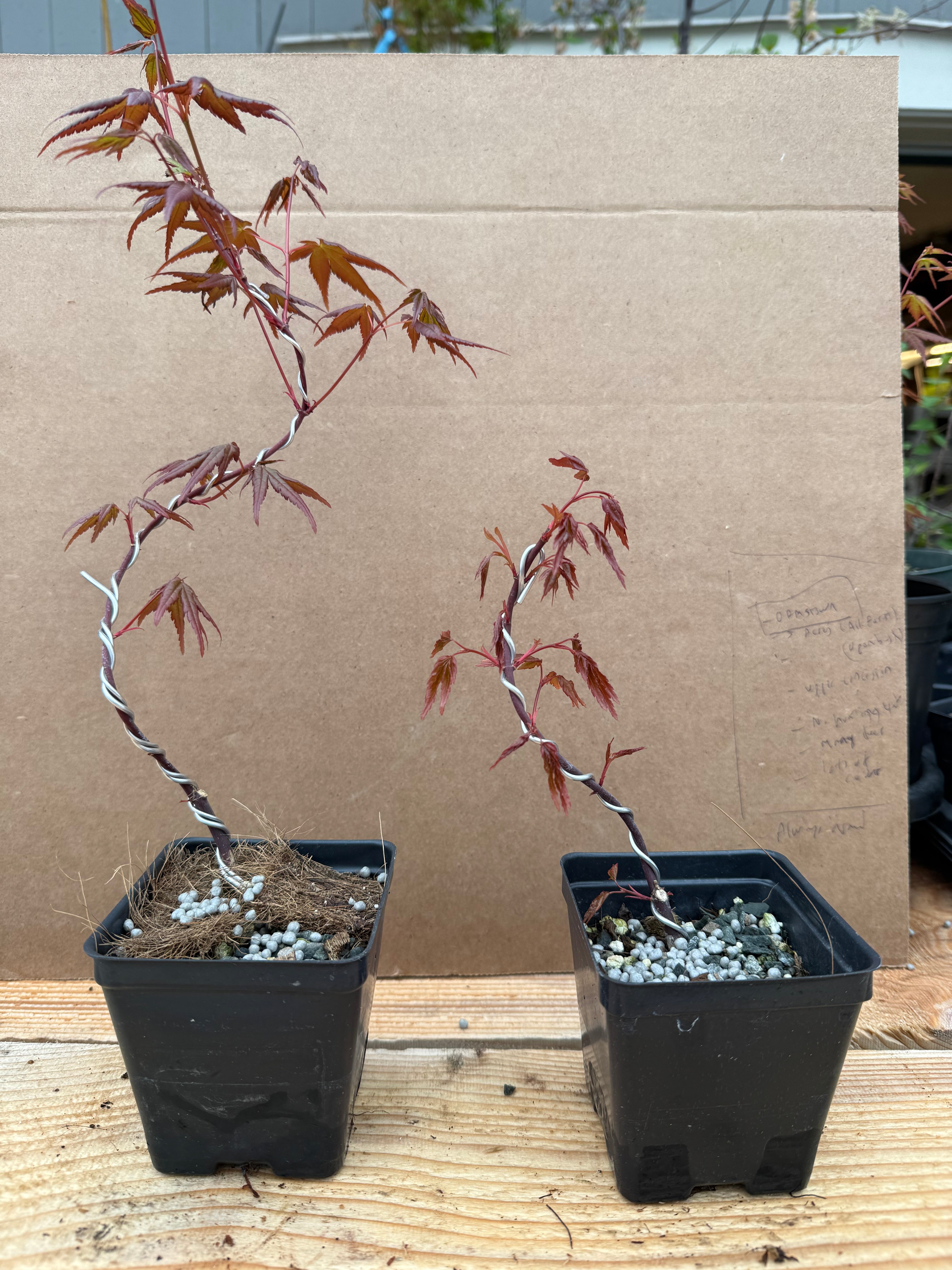 Acer palmatum (False Beni Chidori) (wired)