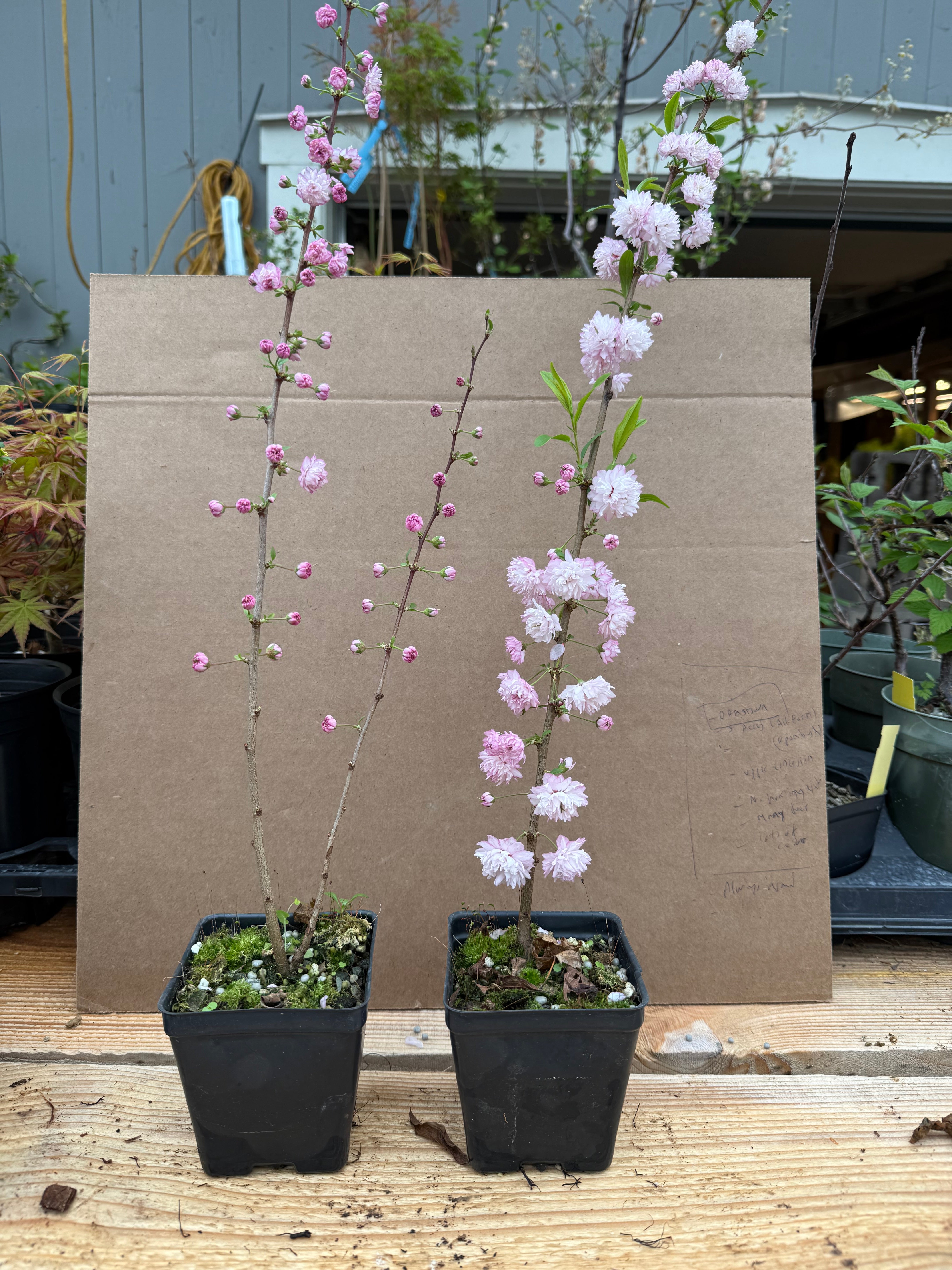 Prunus glandulosa