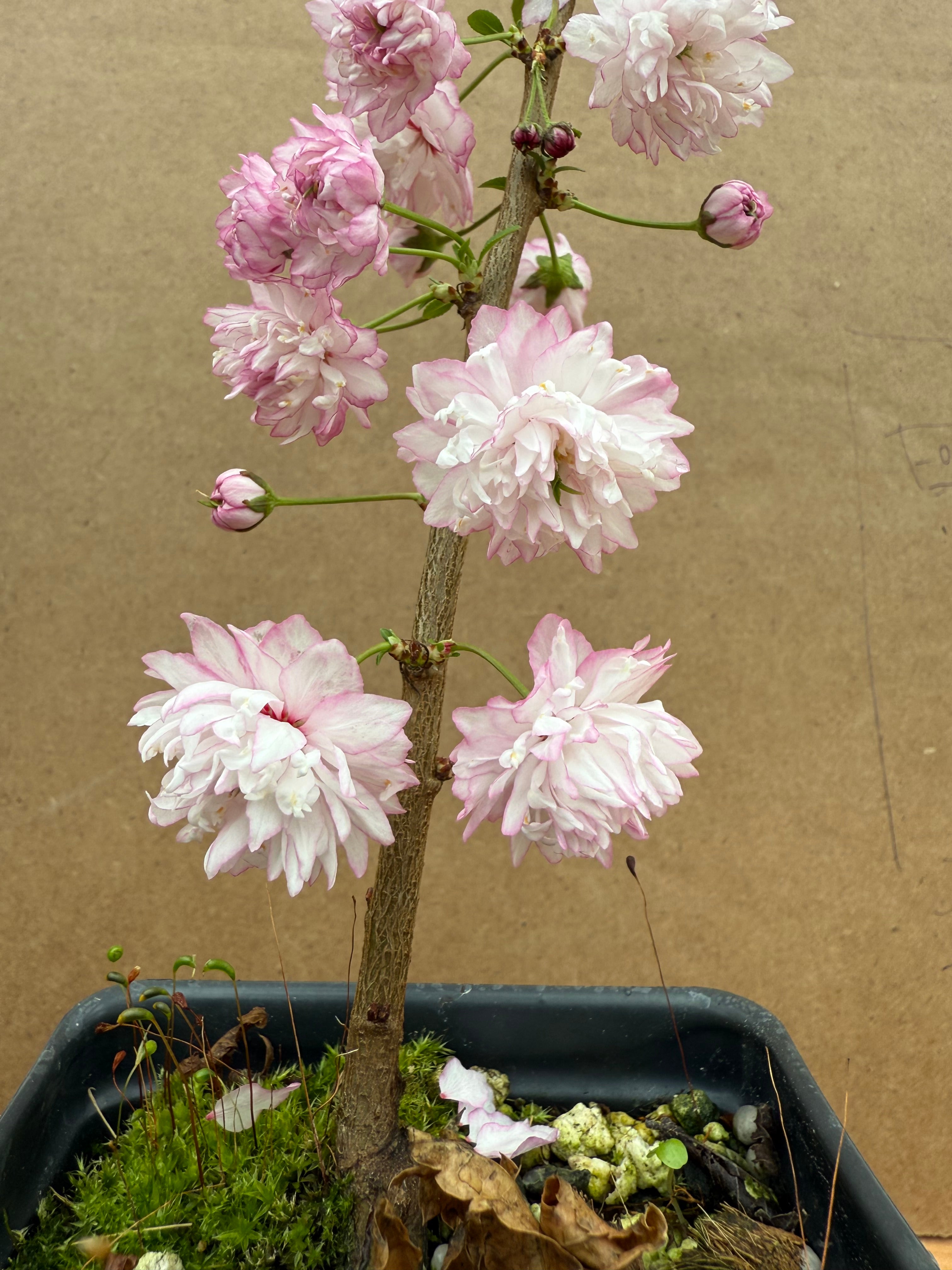 Prunus glandulosa