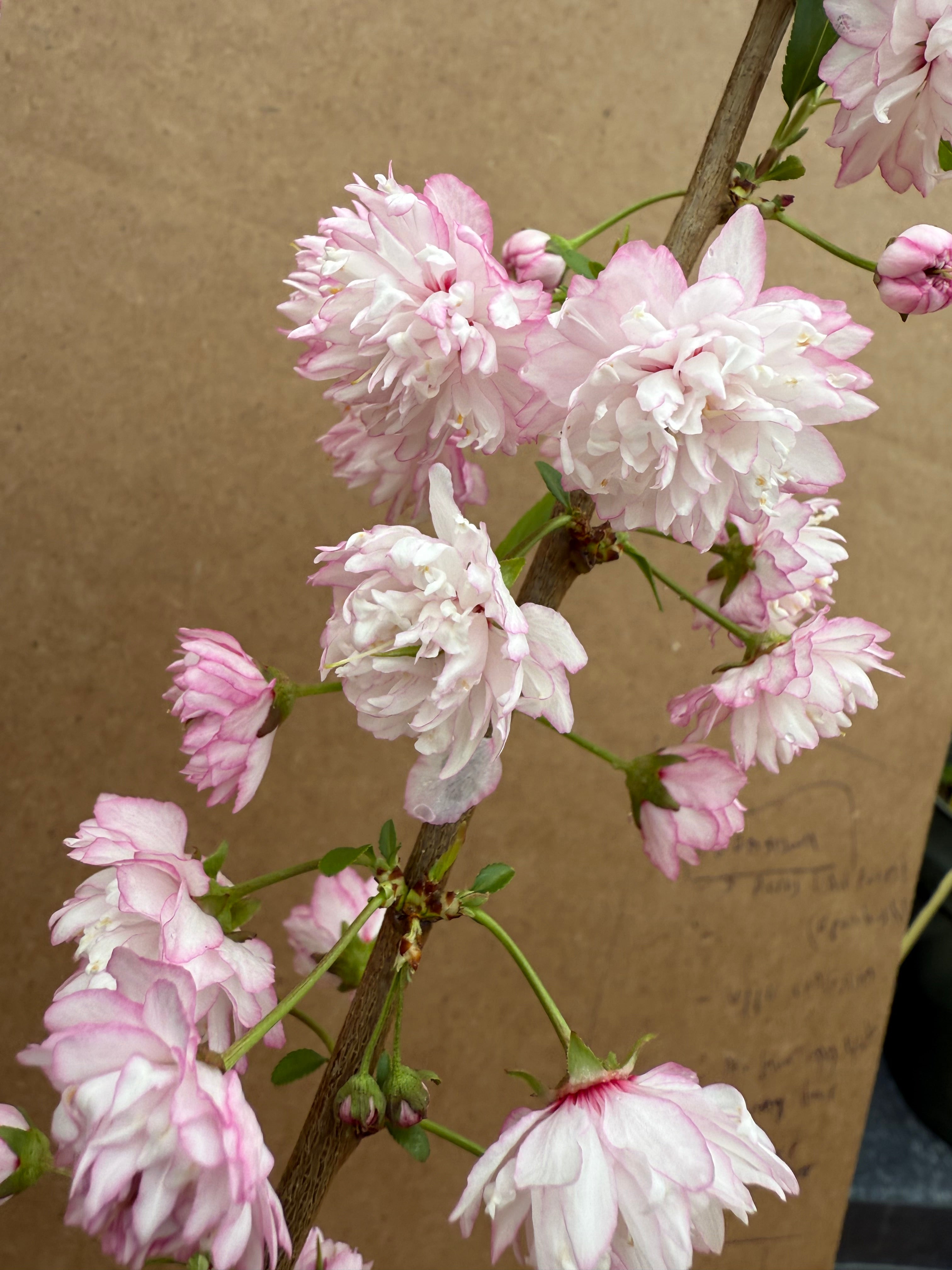 Prunus glandulosa