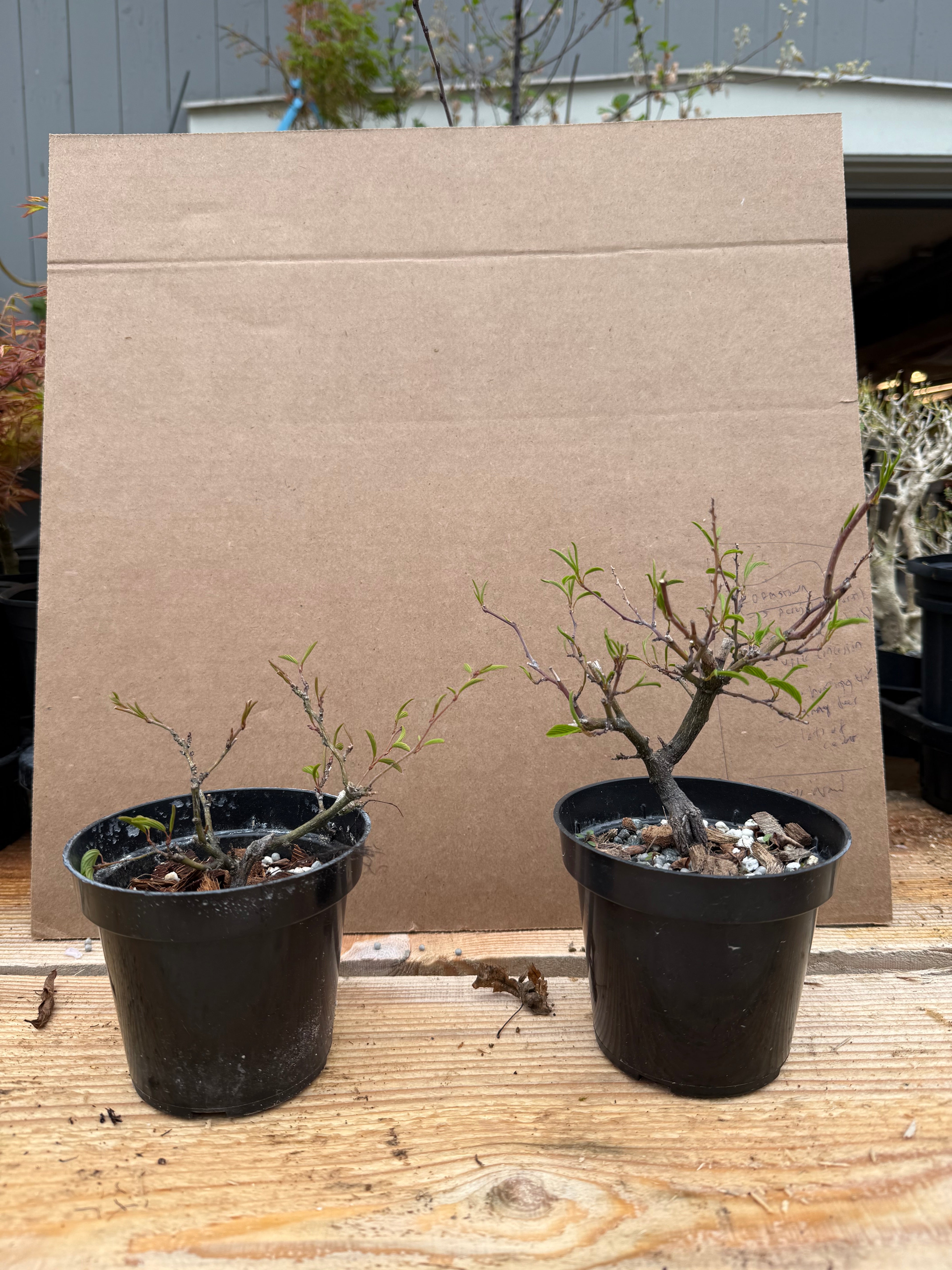 Berchemia racemosa