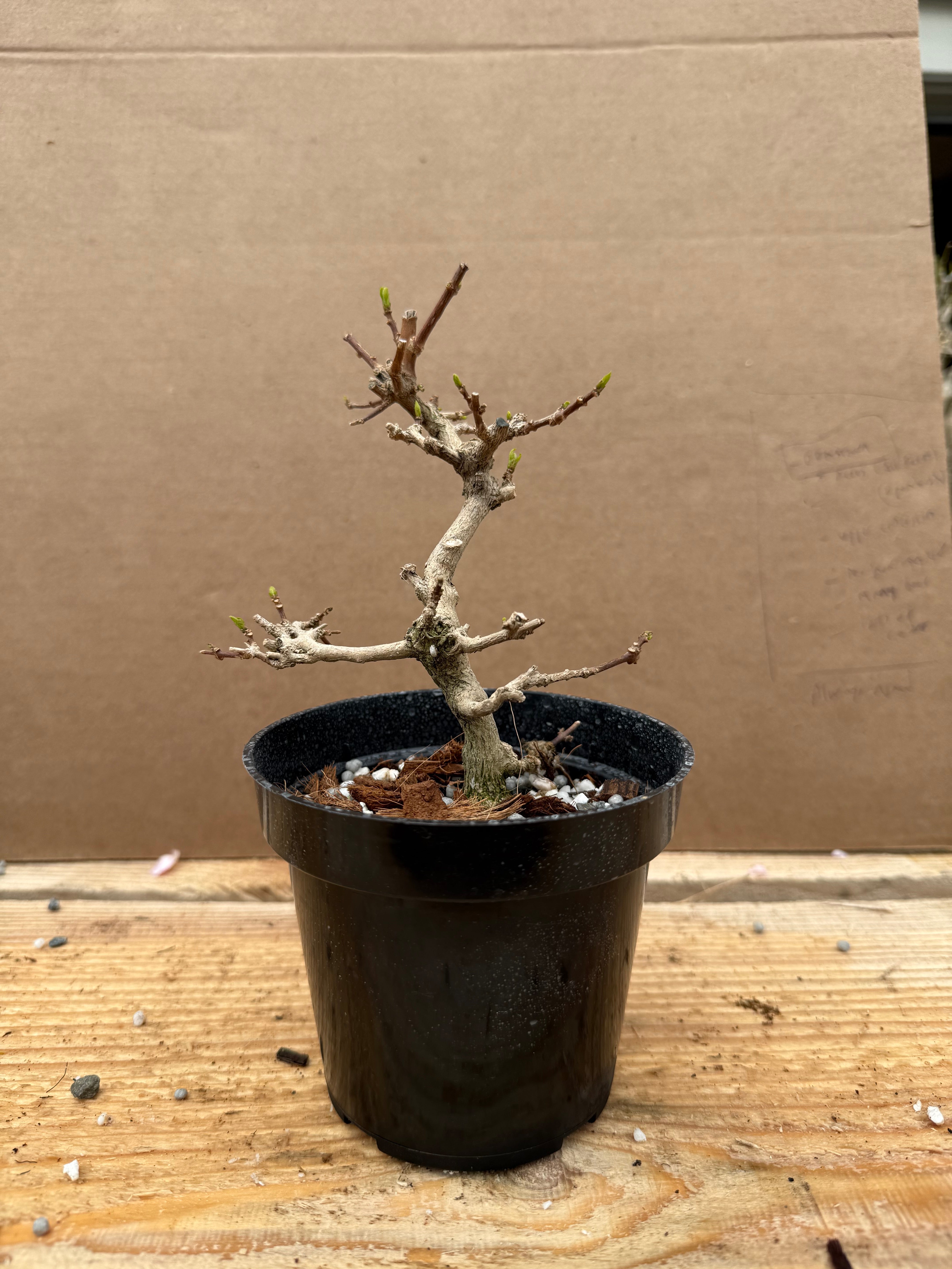 Premna japonica (large)