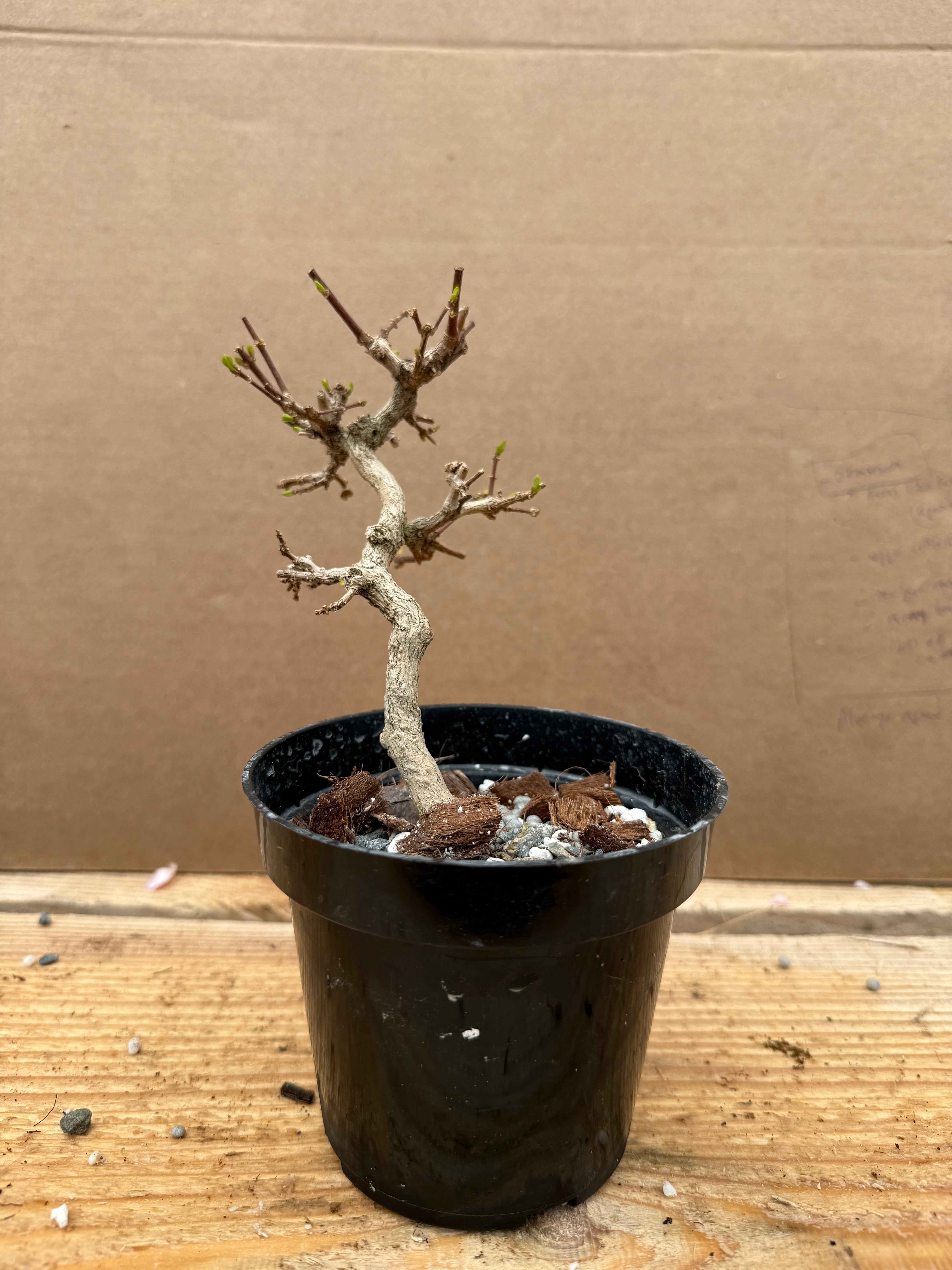 Premna japonica (large)