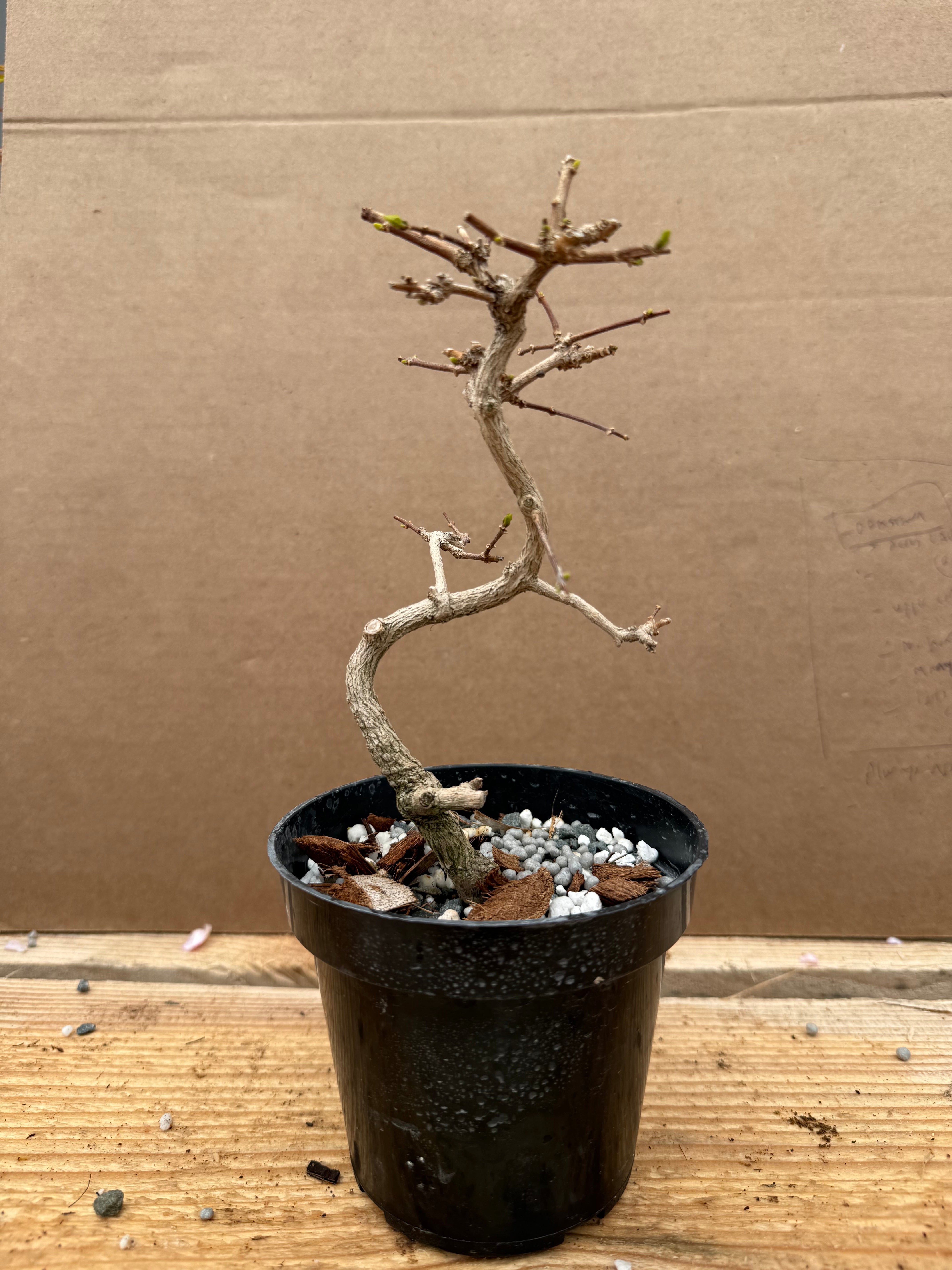 Premna japonica (large)