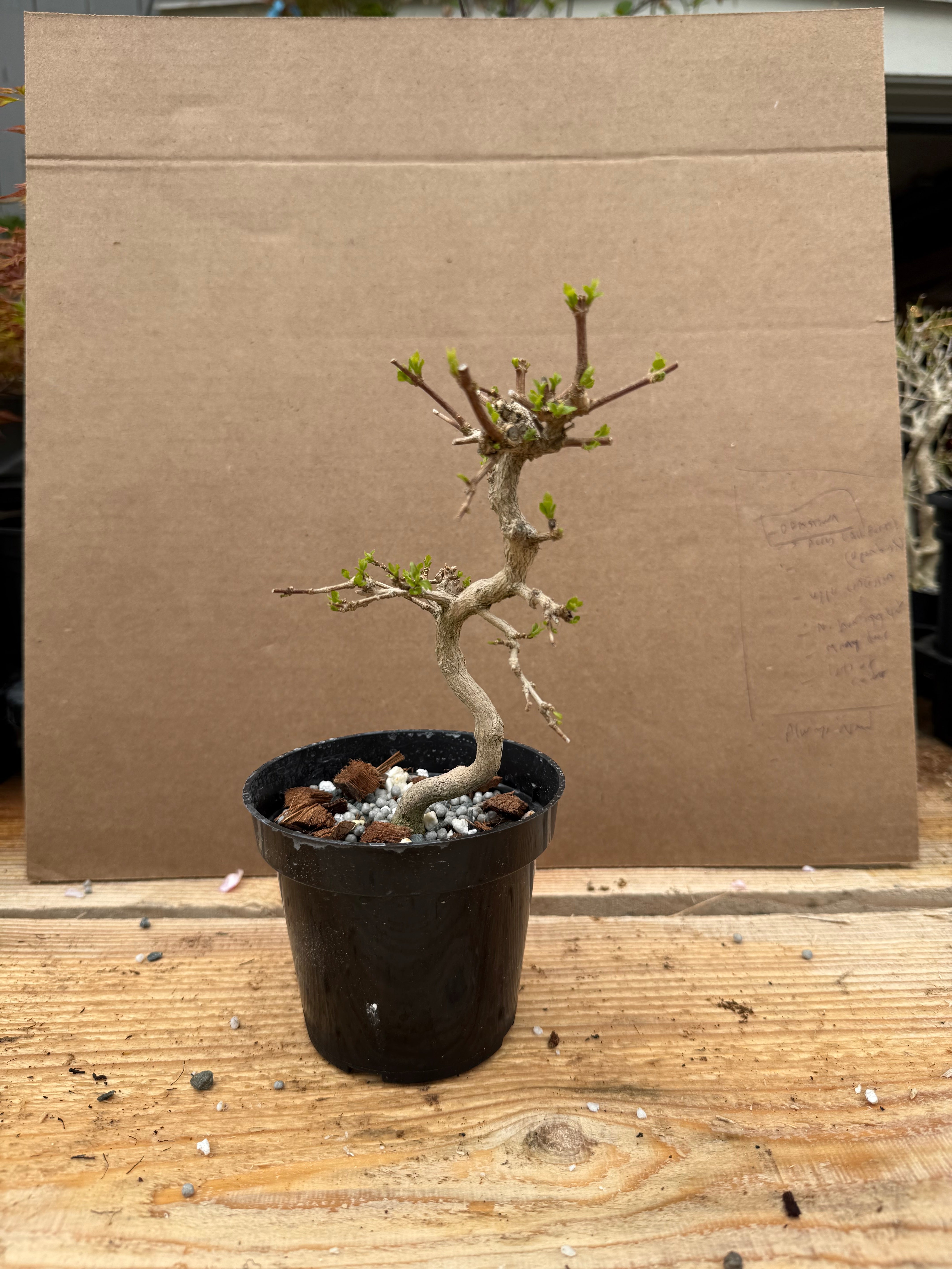Premna japonica (large)