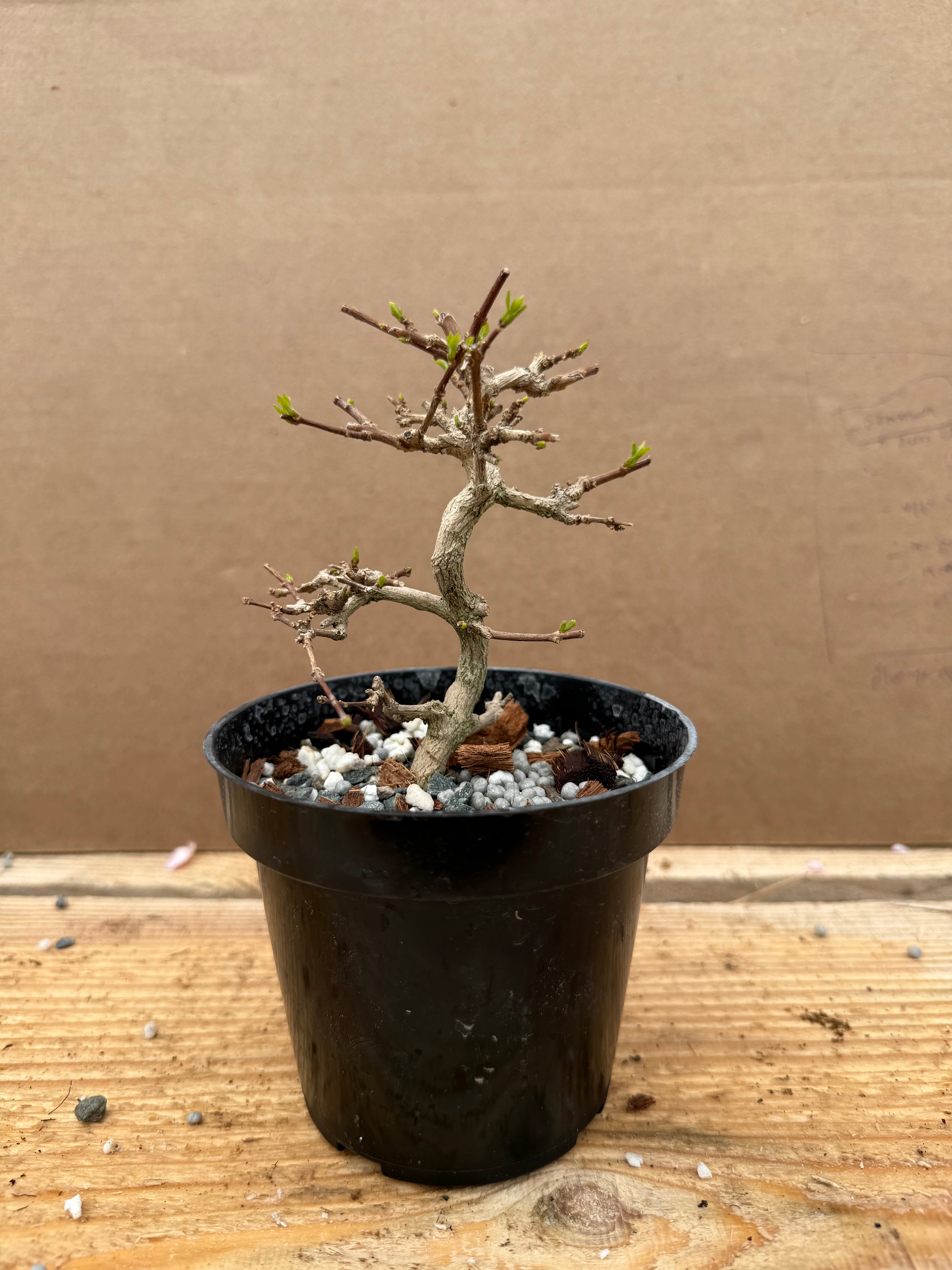 Premna japonica (large)