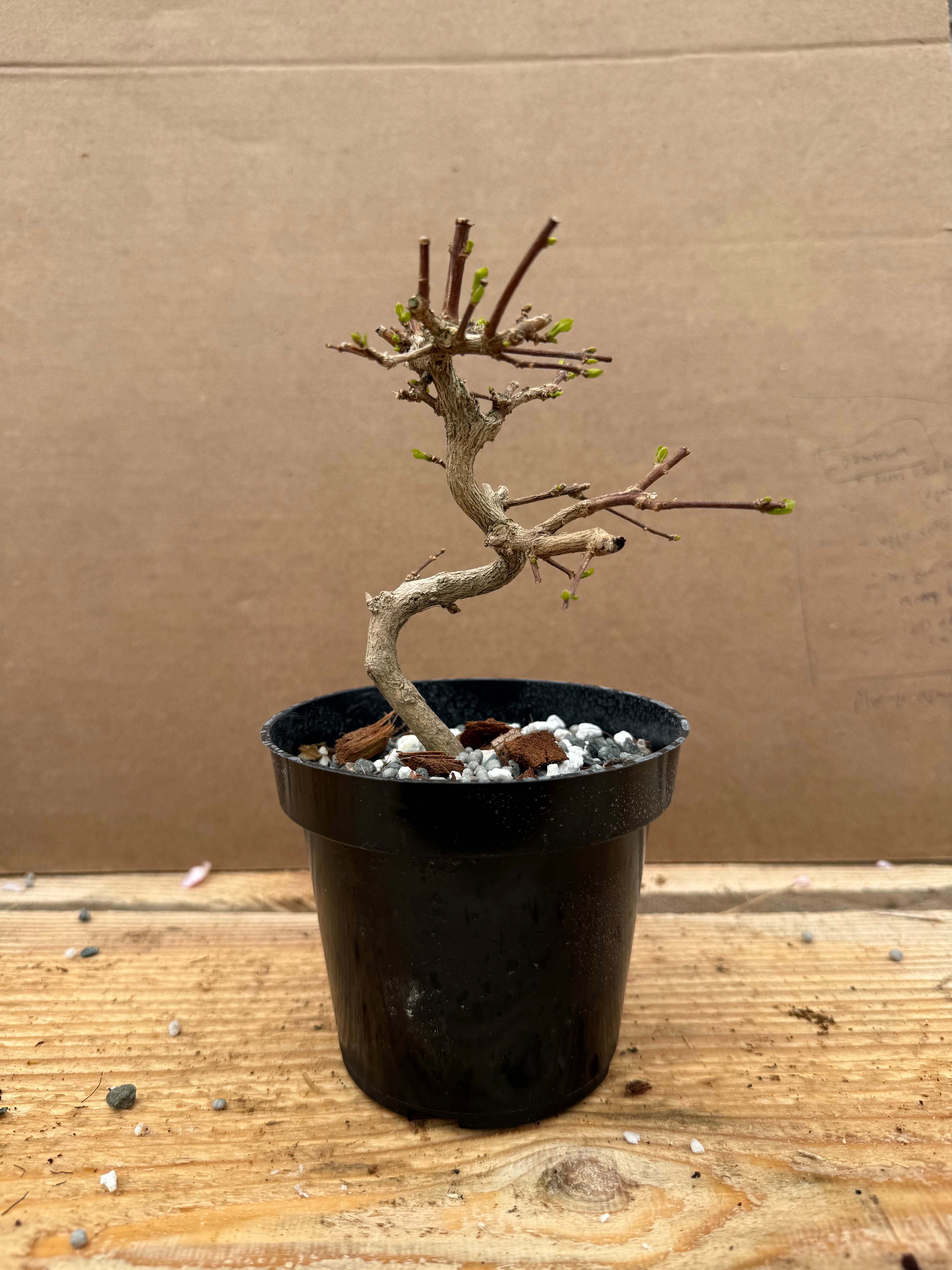 Premna japonica (large)