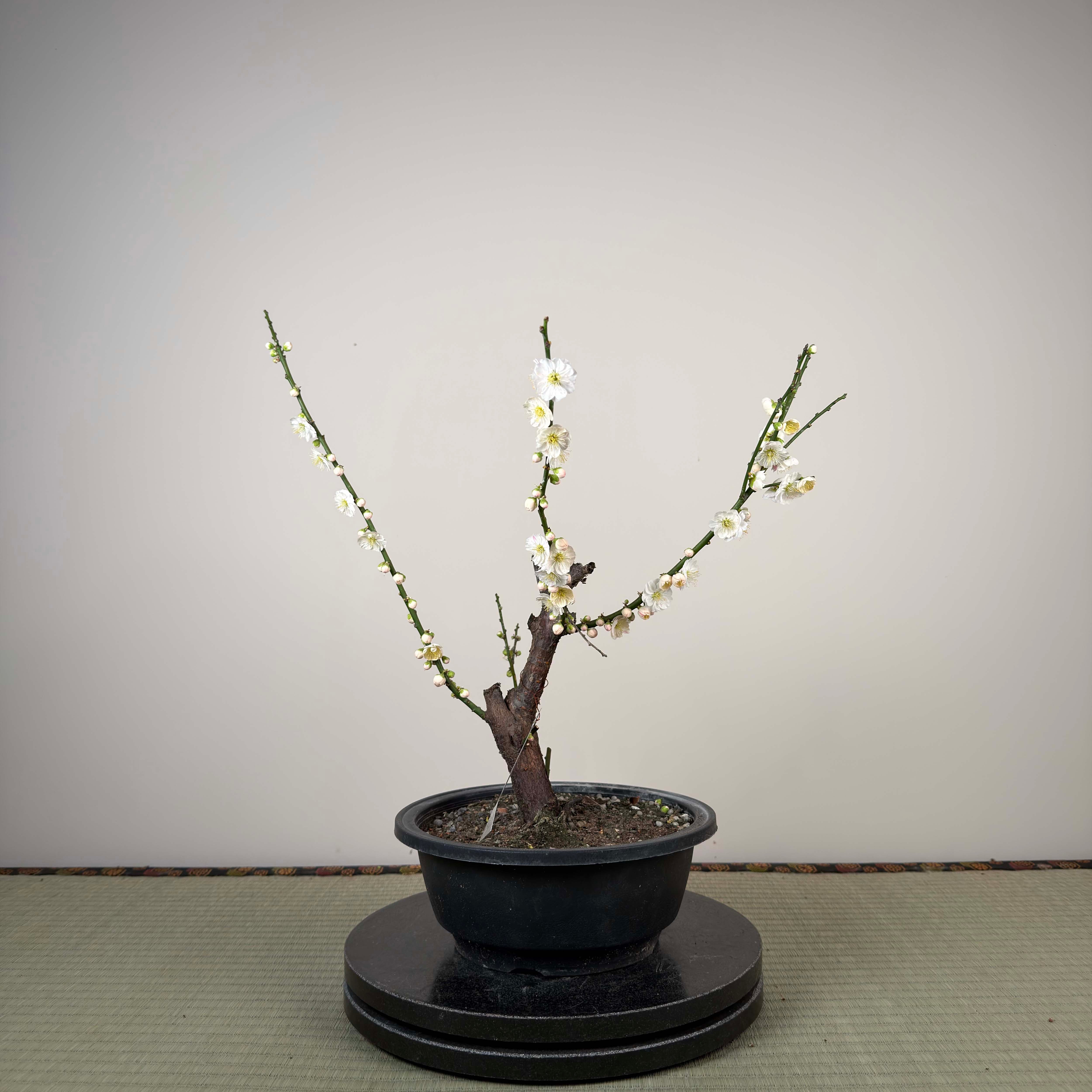 Prunus mume 'Sujiri Kasugano'