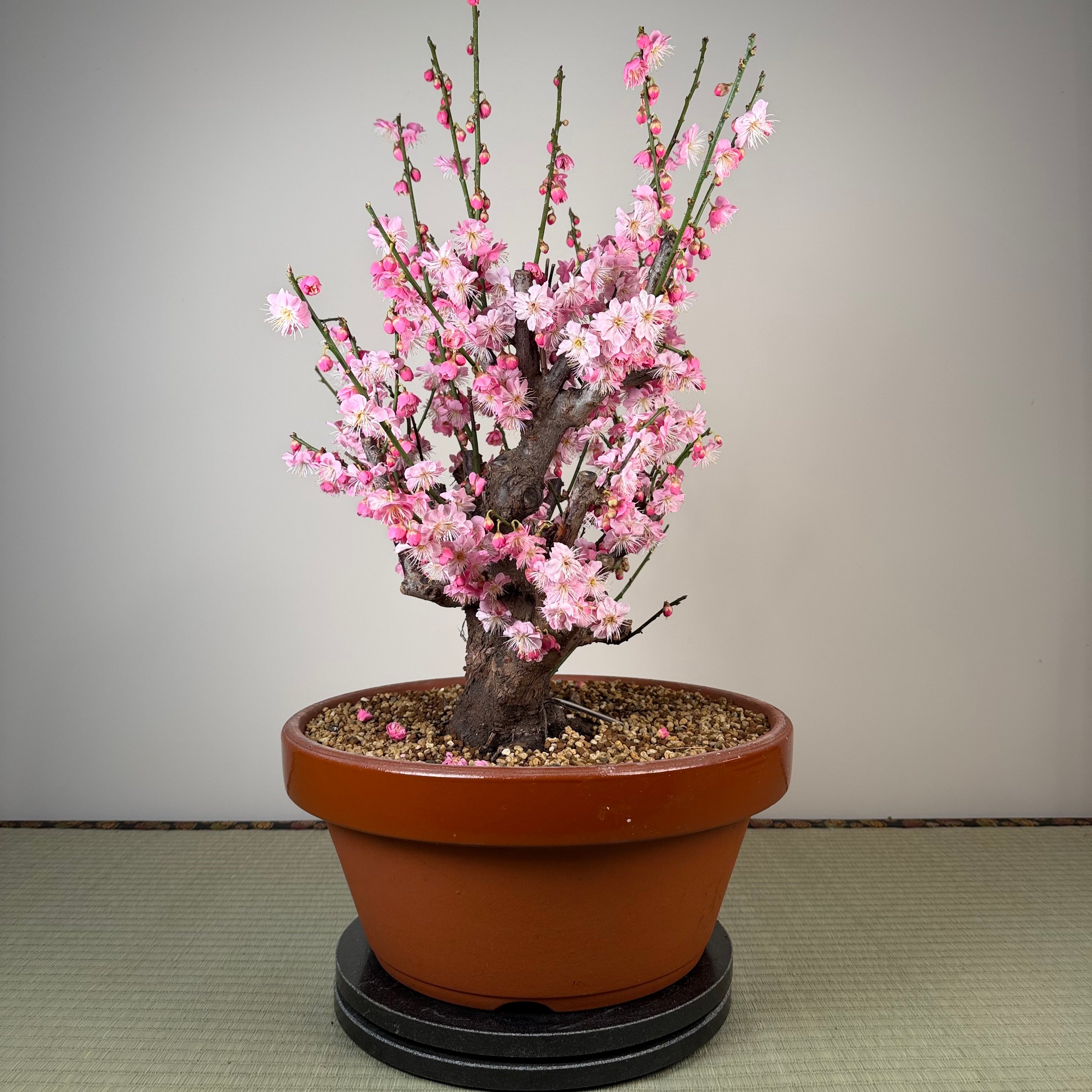 Prunus mume 'Gǔ lǐ hóng'
