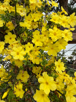 JASMINUM nudiflorum