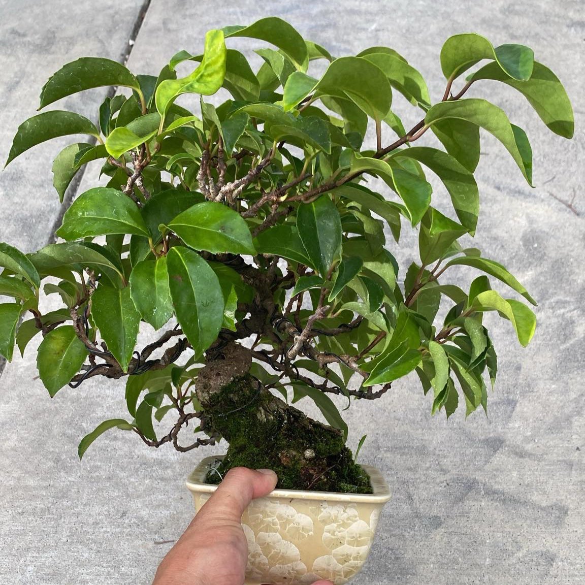 Kadsura japonica