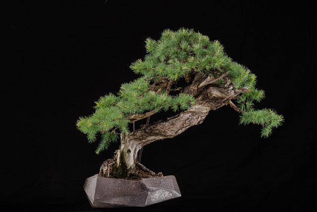Larix laricina 2