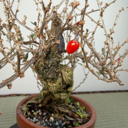 LYCIUM chinense
