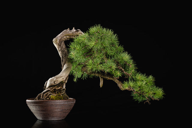Larix laricina 1