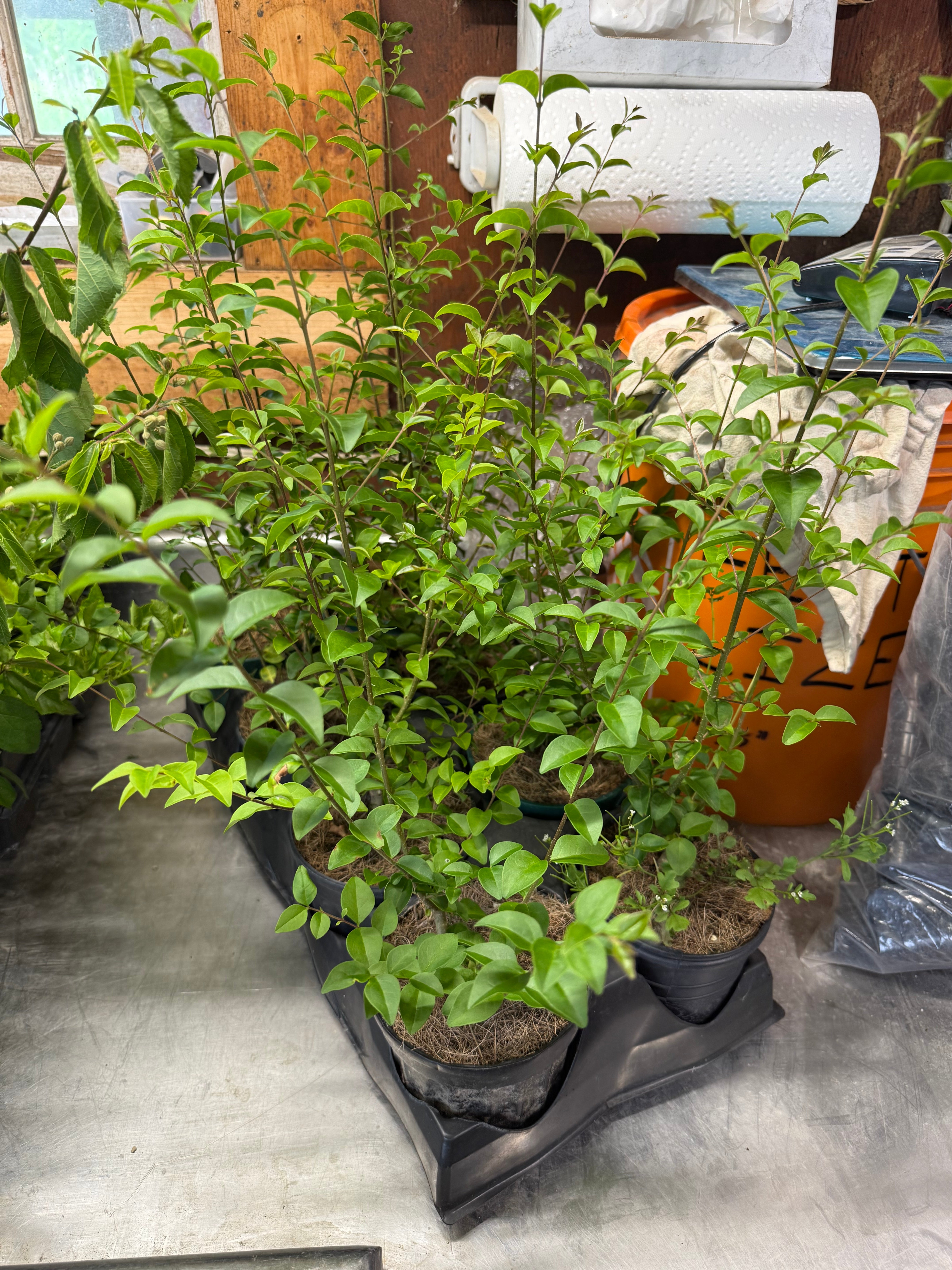 Ligustrum Sinense