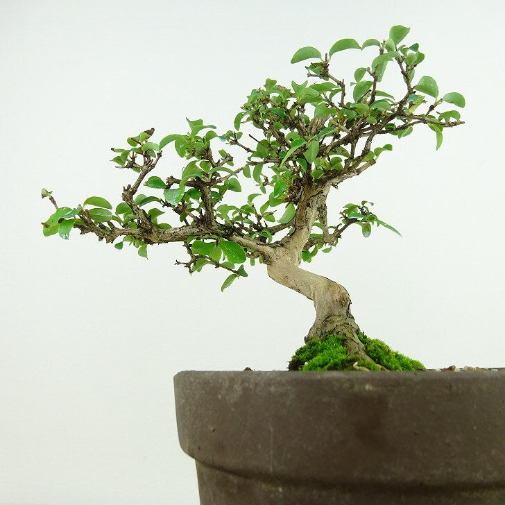 Lonicera gracilipes