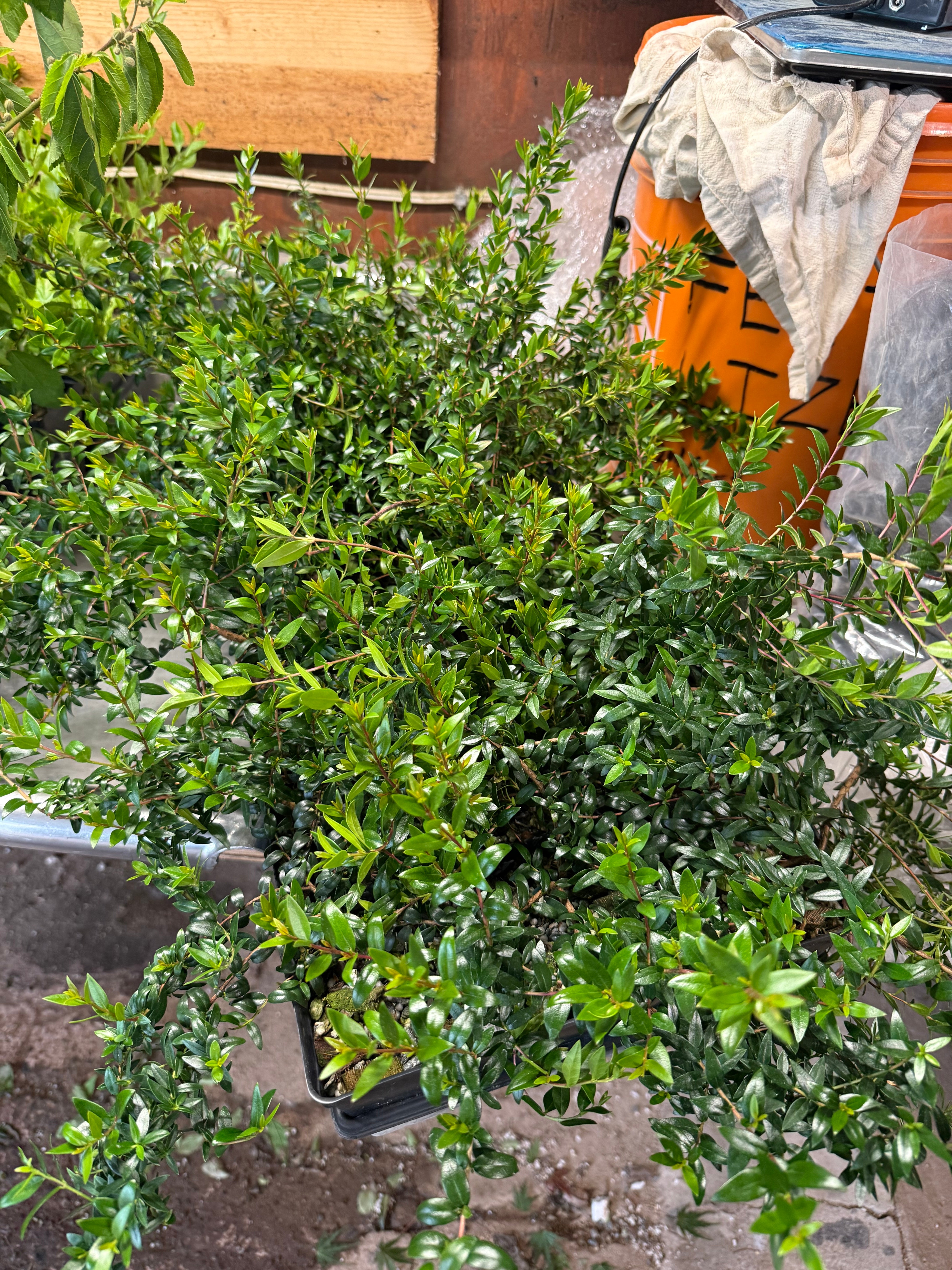 Myrtus communis 'Compacta'