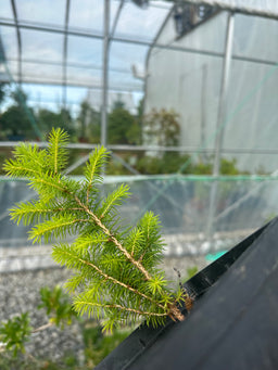 PICEA