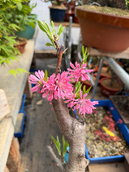 PRUNUS persica cv. Stellata
