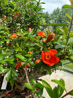 PUNICA granatum