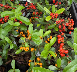 PYRACANTHA angustifolia