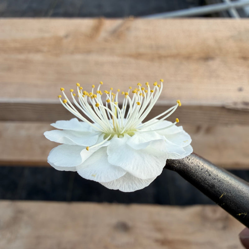 Lóng yóu méi