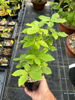 QUERCUS