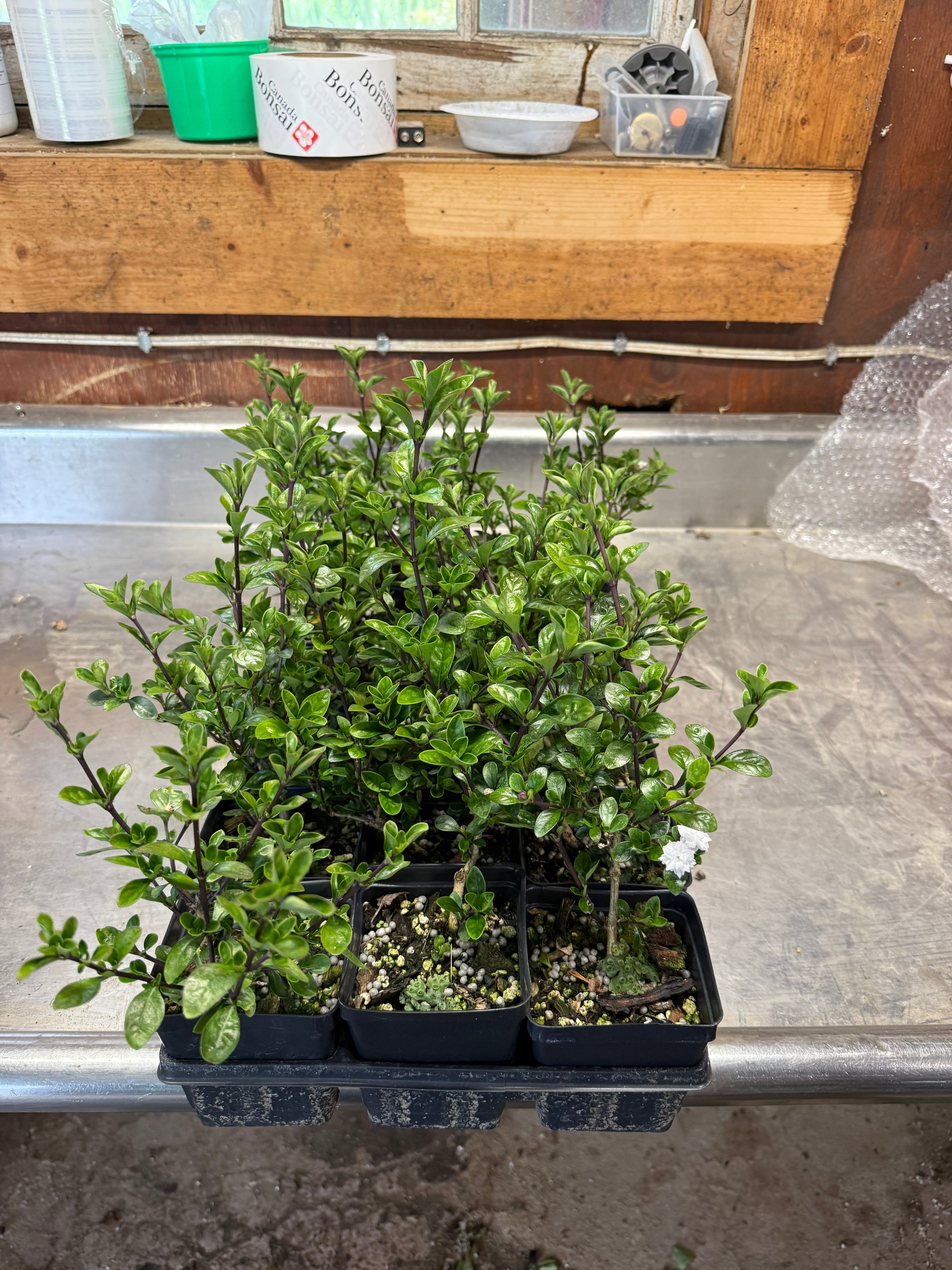 Serissa Japonica 'Flore Pleno'