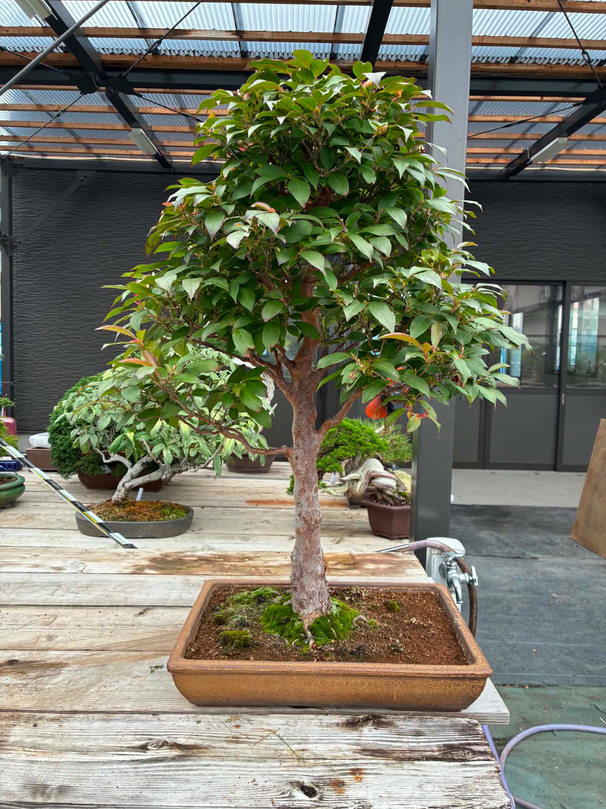 Stewartia monadelpha