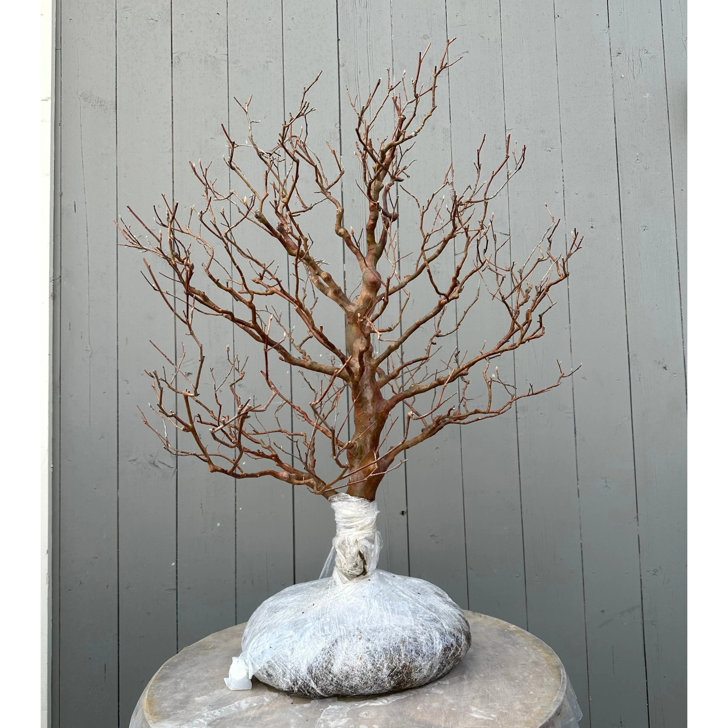 Stewartia n° 1