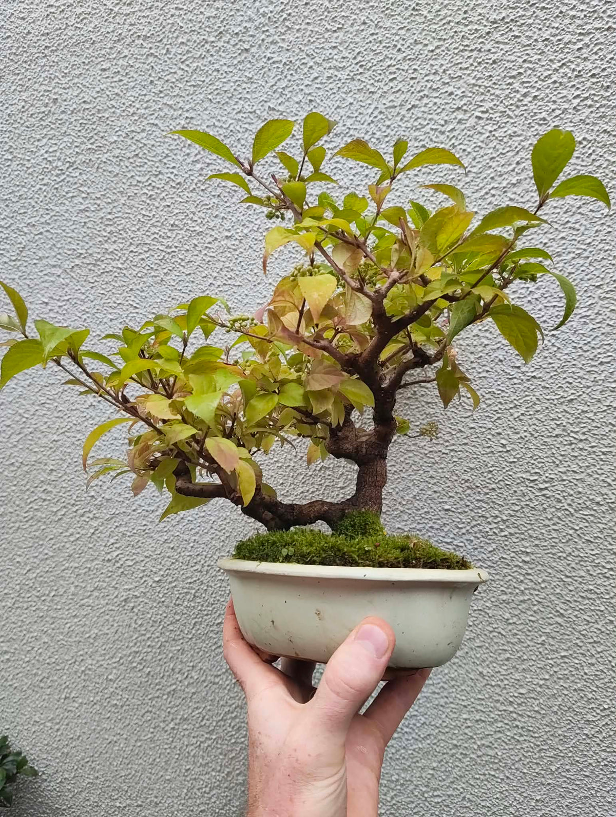 Callicarpa japonica