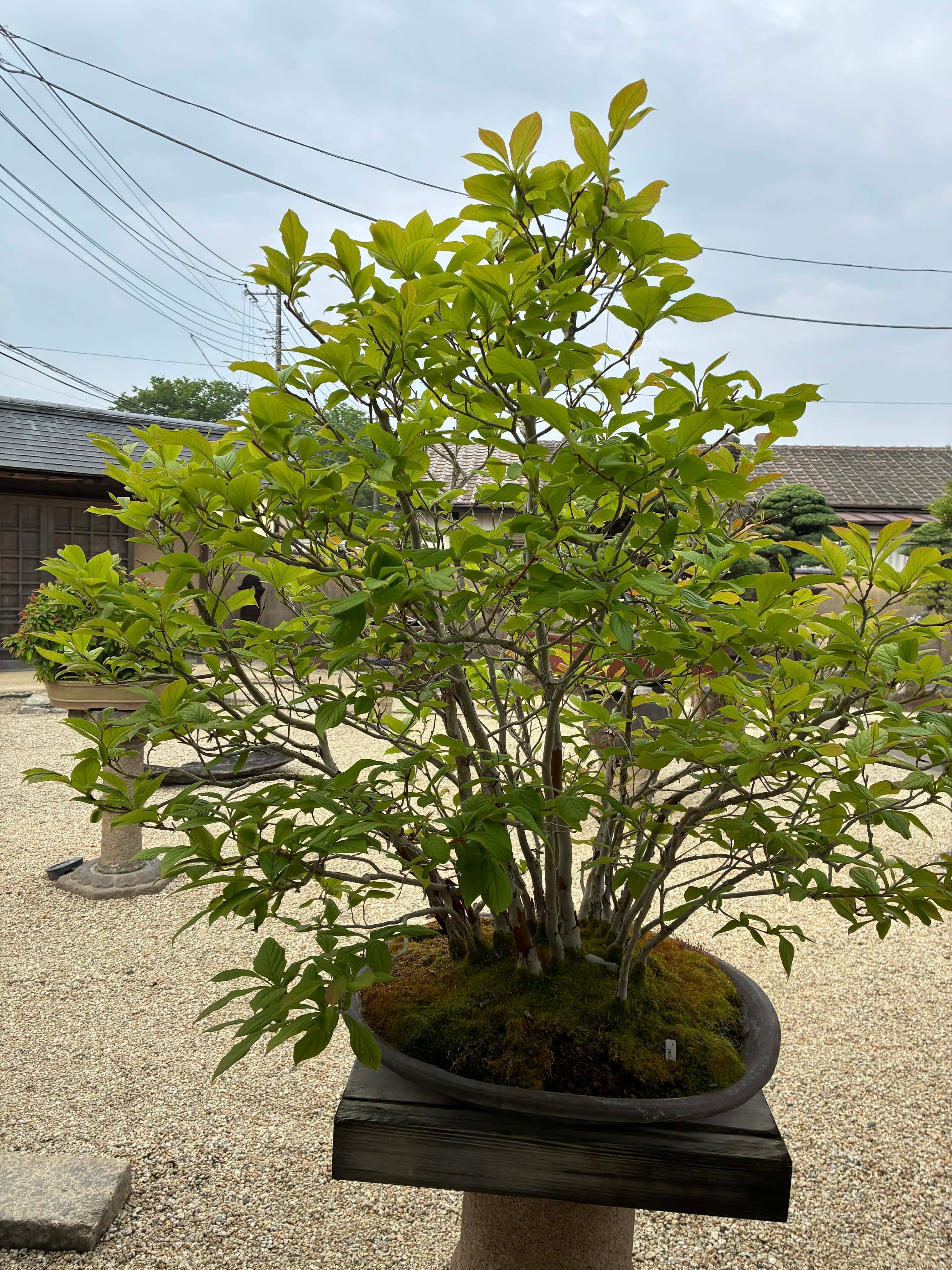 Stewartia pseudocamellia