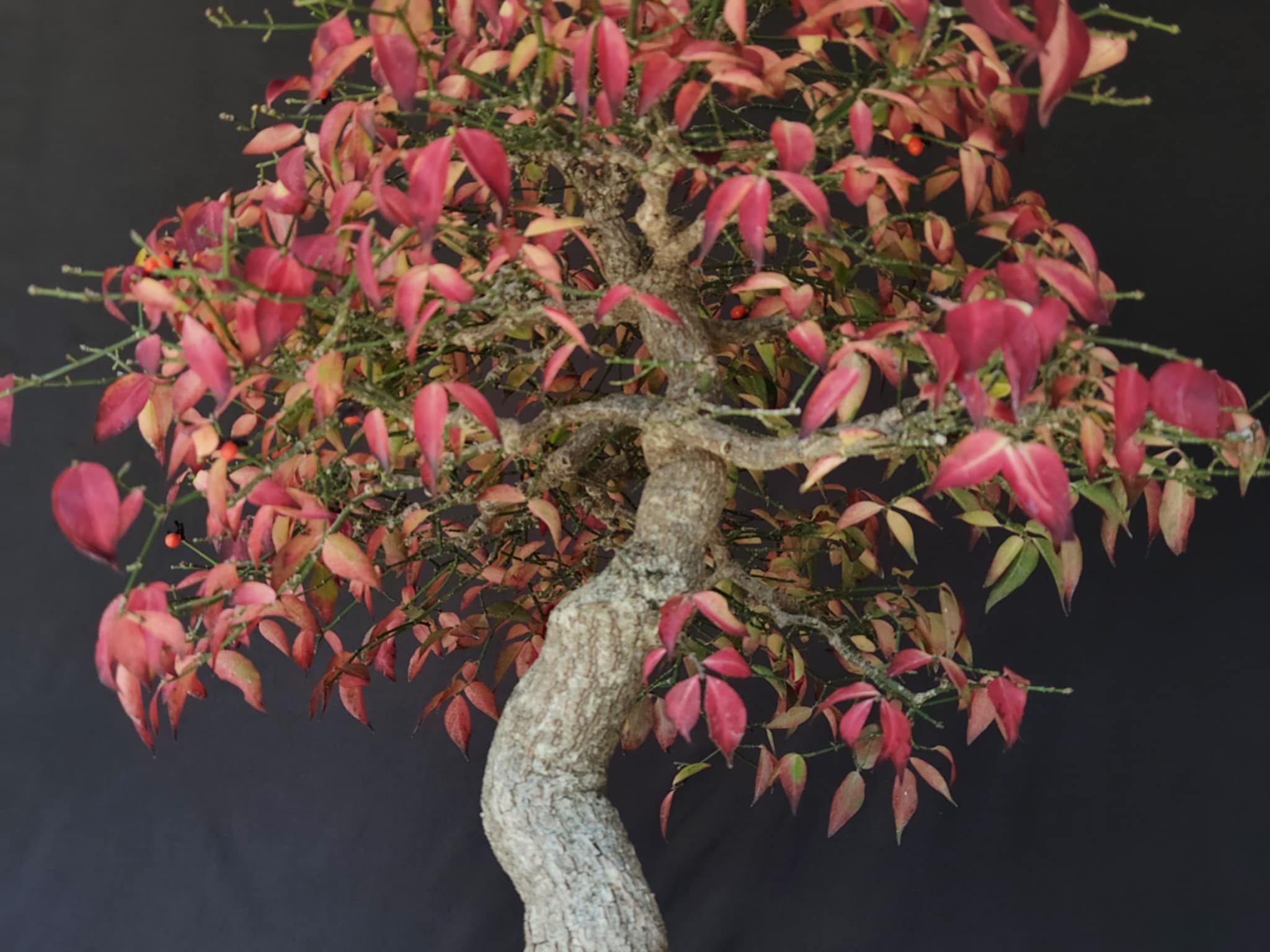 Euonymus