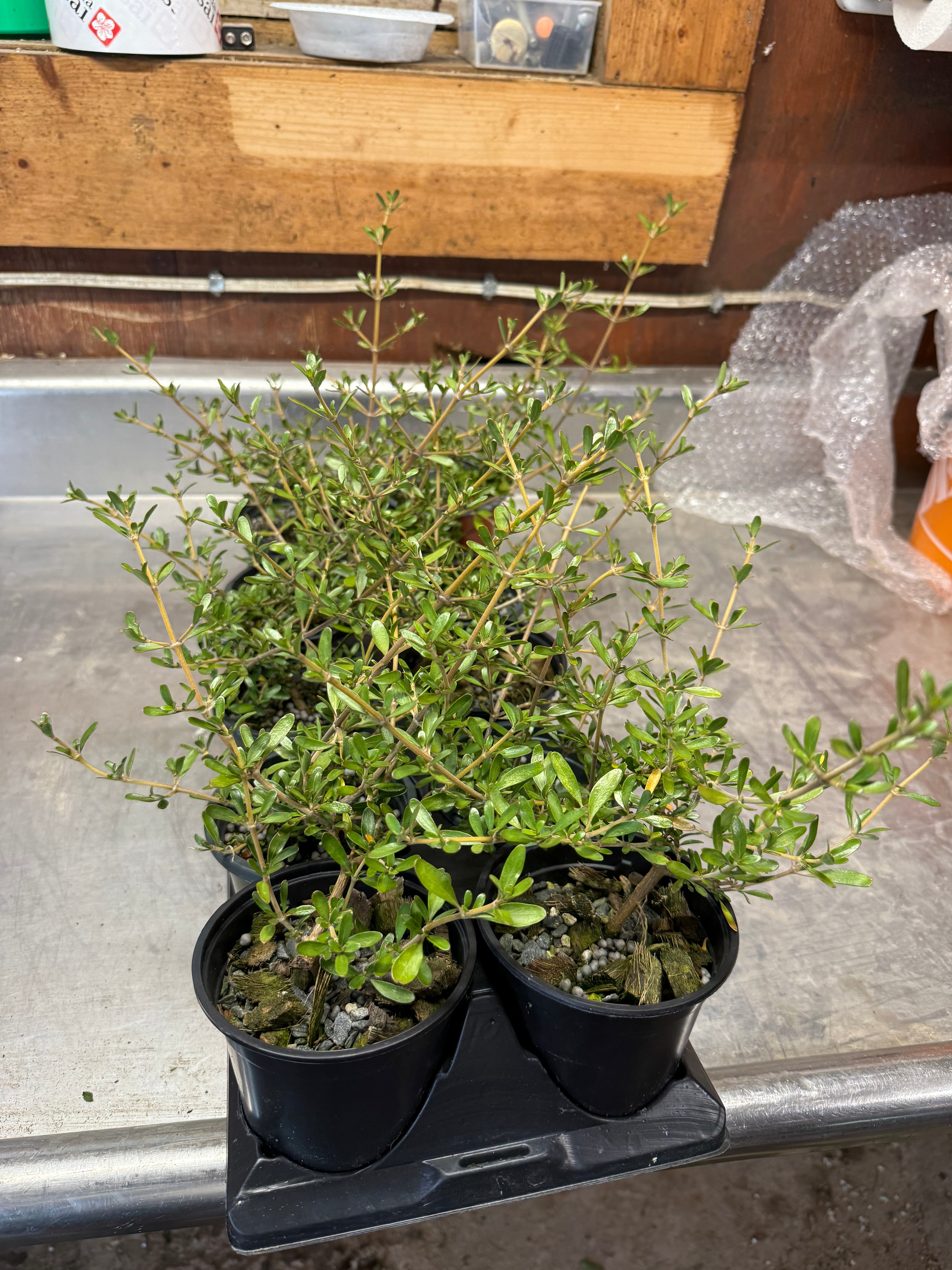 Coprosma kirkii