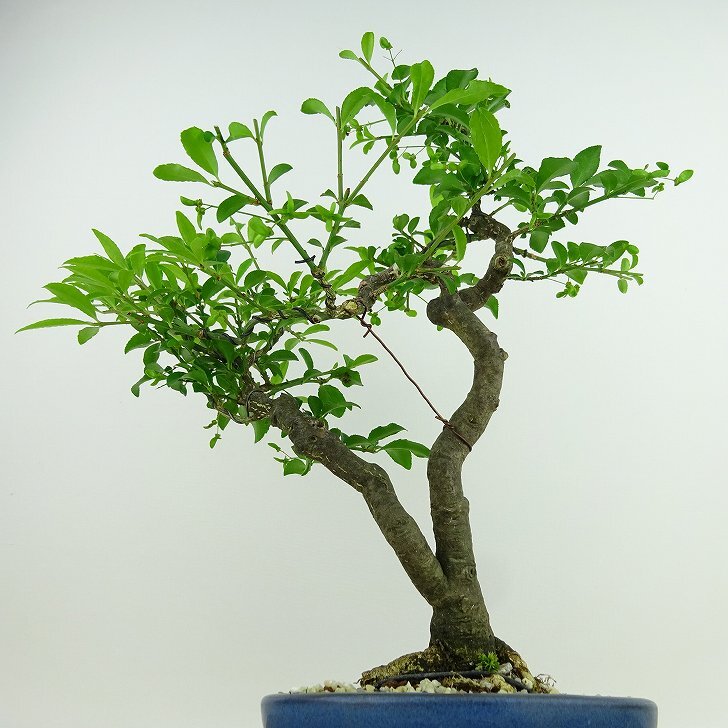 Euonymus