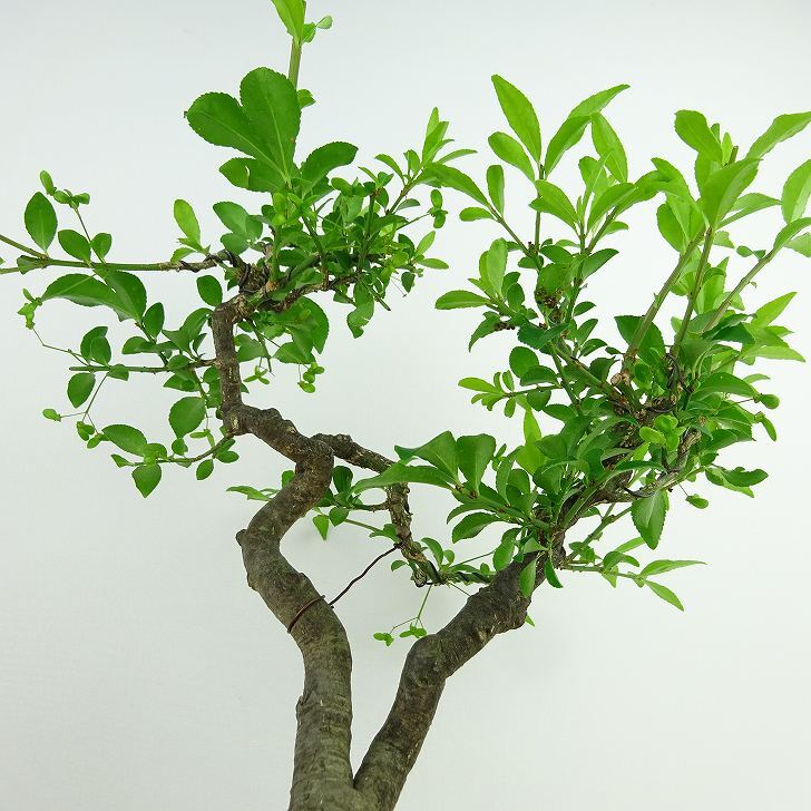 Euonymus