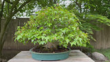 Acer buergerianum #1