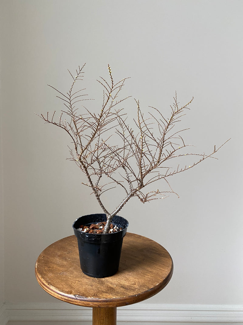 Chinese Elm 'Seiju'