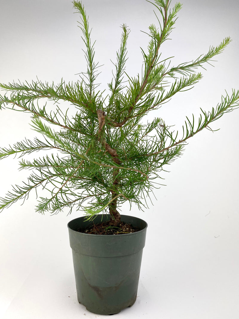 American Larch