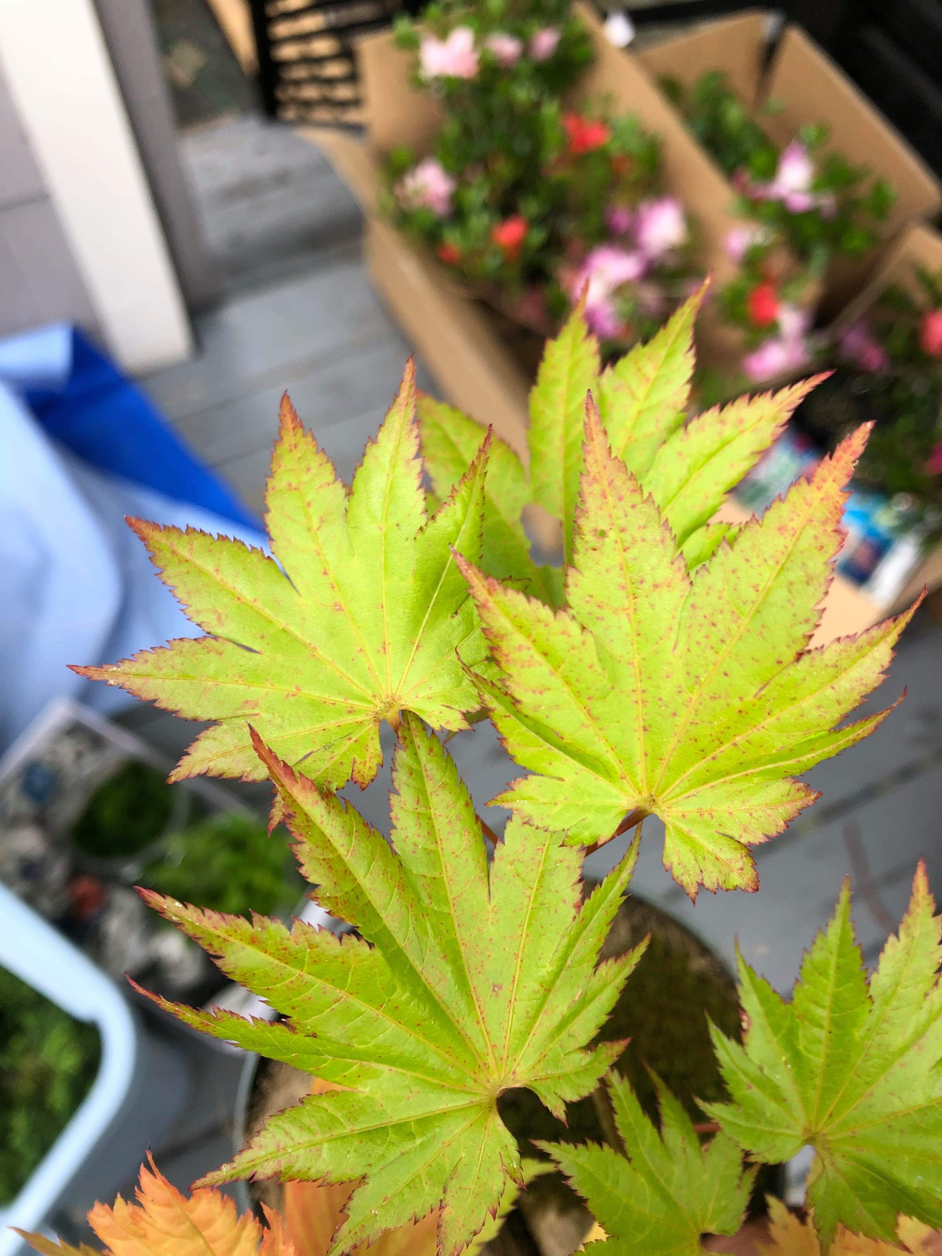 Acer shirasawanum 'Aureum'