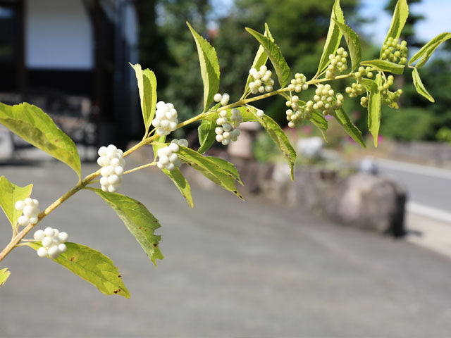 White Berries