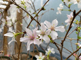 Prunus nipponica 'Kurilensis'