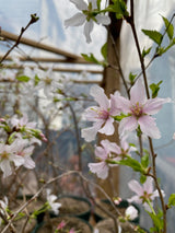 Japanese Cherry