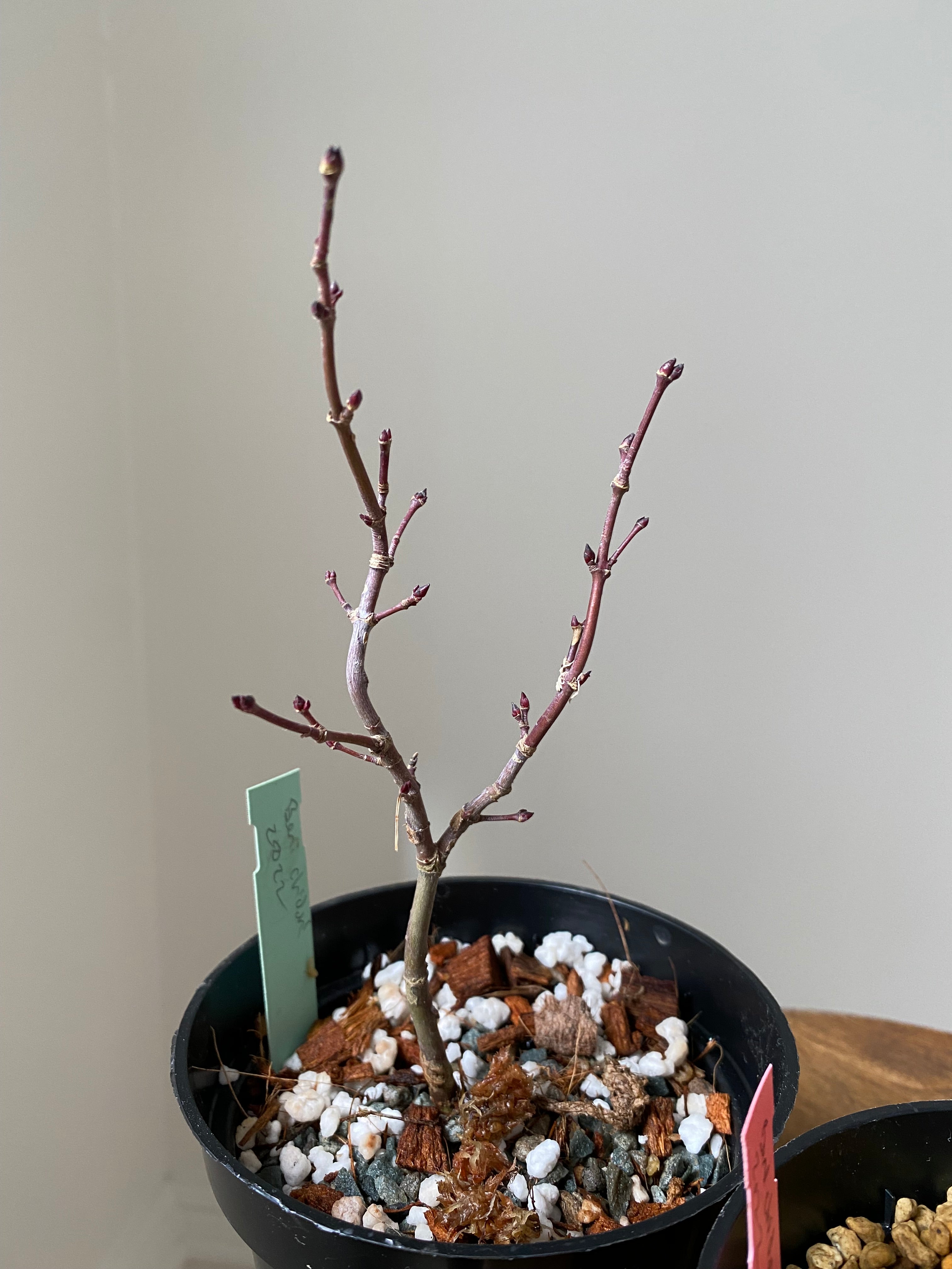 Japanese Maple 'Beni Chidori'